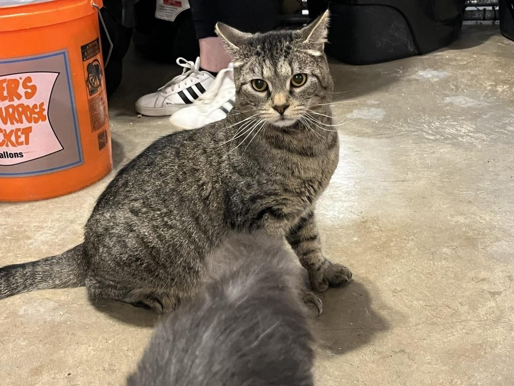 Enlarge Jelly Roll (BONDED PAIR), a Adoptable Domestic Short Hair in Bolton, CT image 4/6