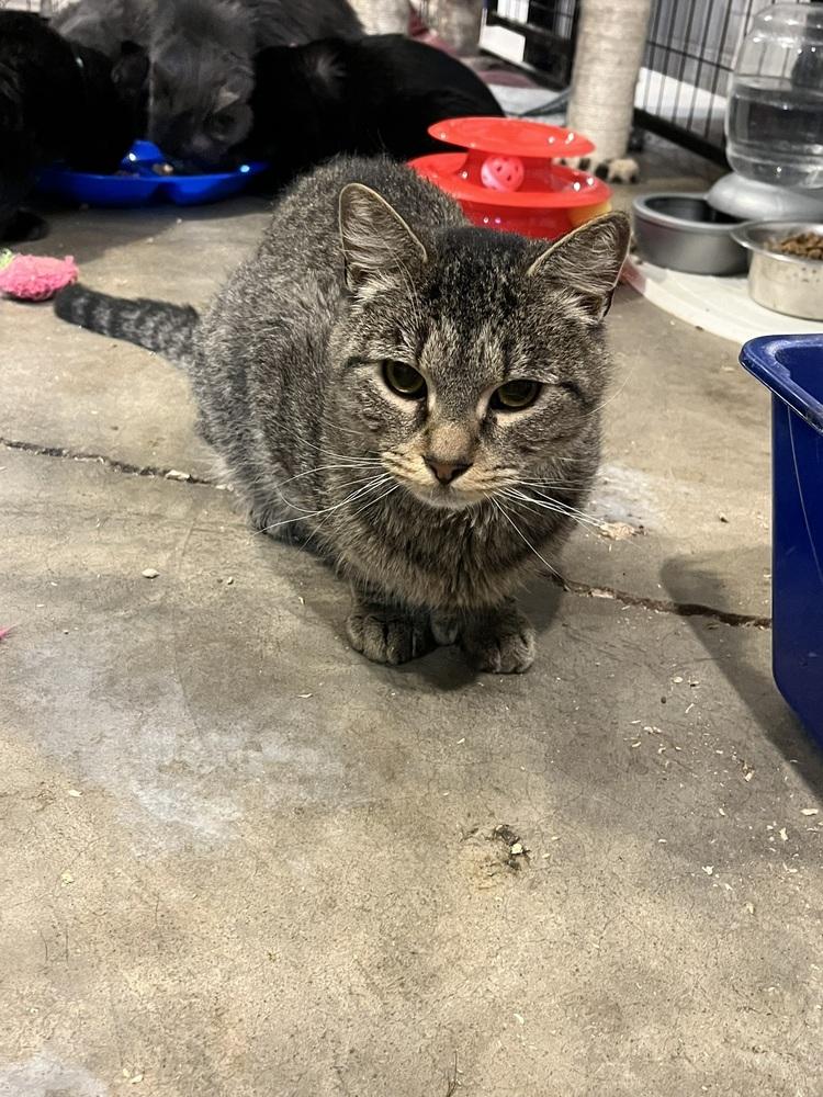 Enlarge Jelly Roll (BONDED PAIR), a Adoptable Domestic Short Hair in Bolton, CT image 5/6