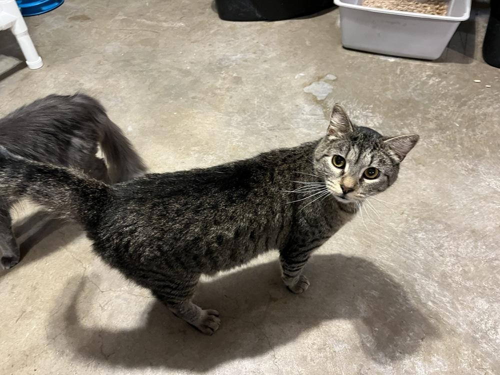 Enlarge Jelly Roll (BONDED PAIR), a Adoptable Domestic Short Hair in Bolton, CT image 6/6