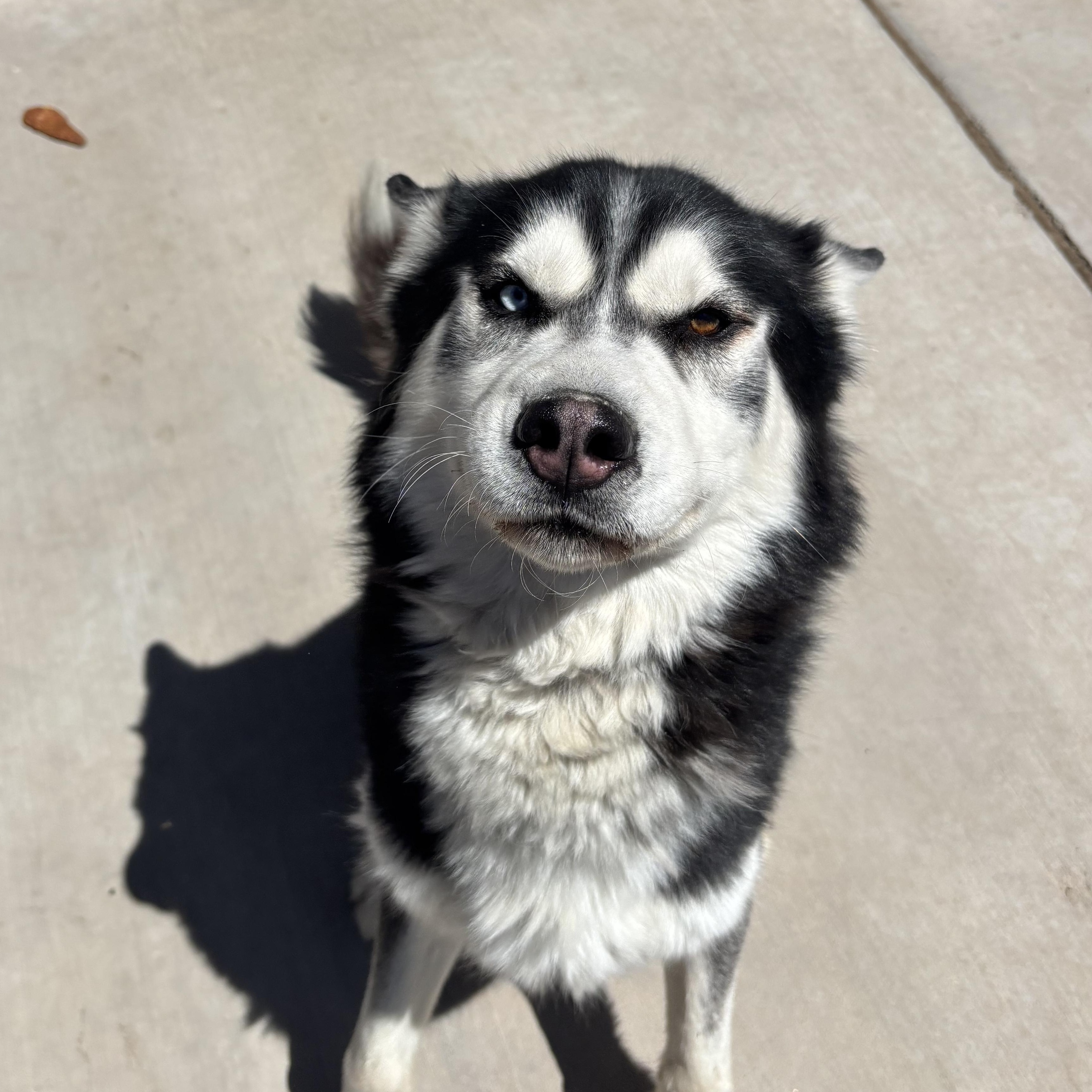Diego, an adopted Husky in Washington, UT image 2/3