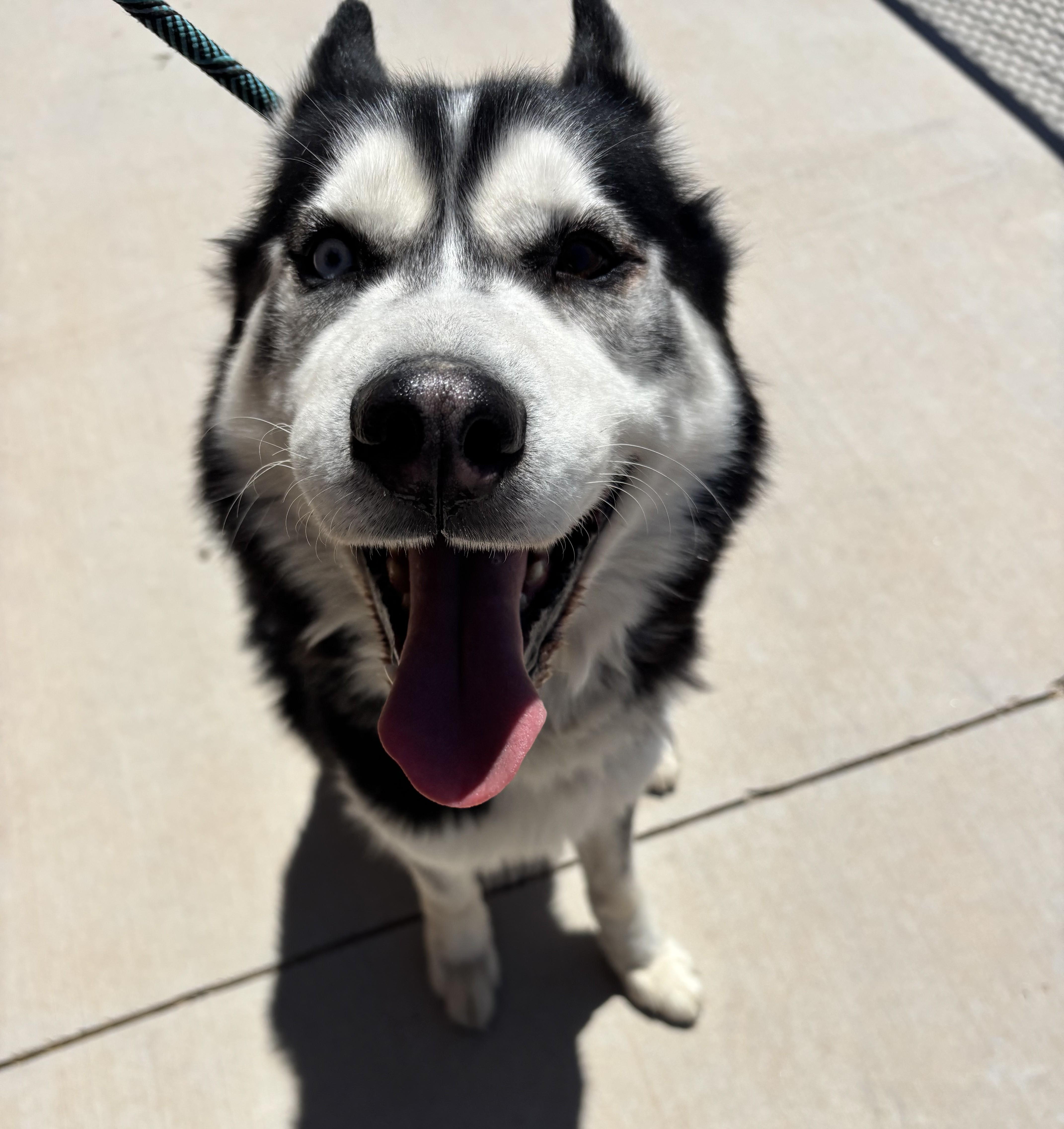 Diego, adopted, Adult Male Husky.