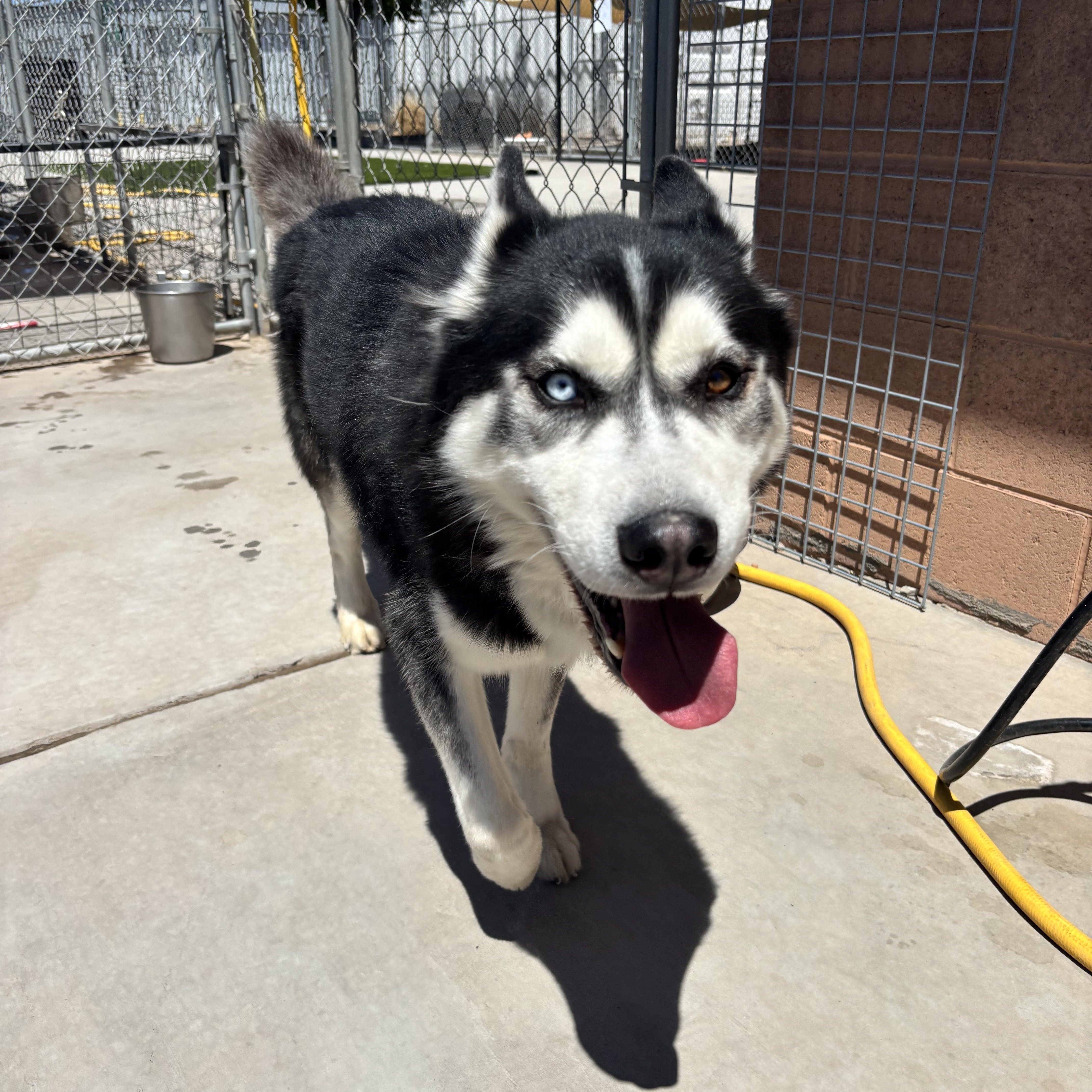 Diego, an adopted Husky in Washington, UT image 3/3