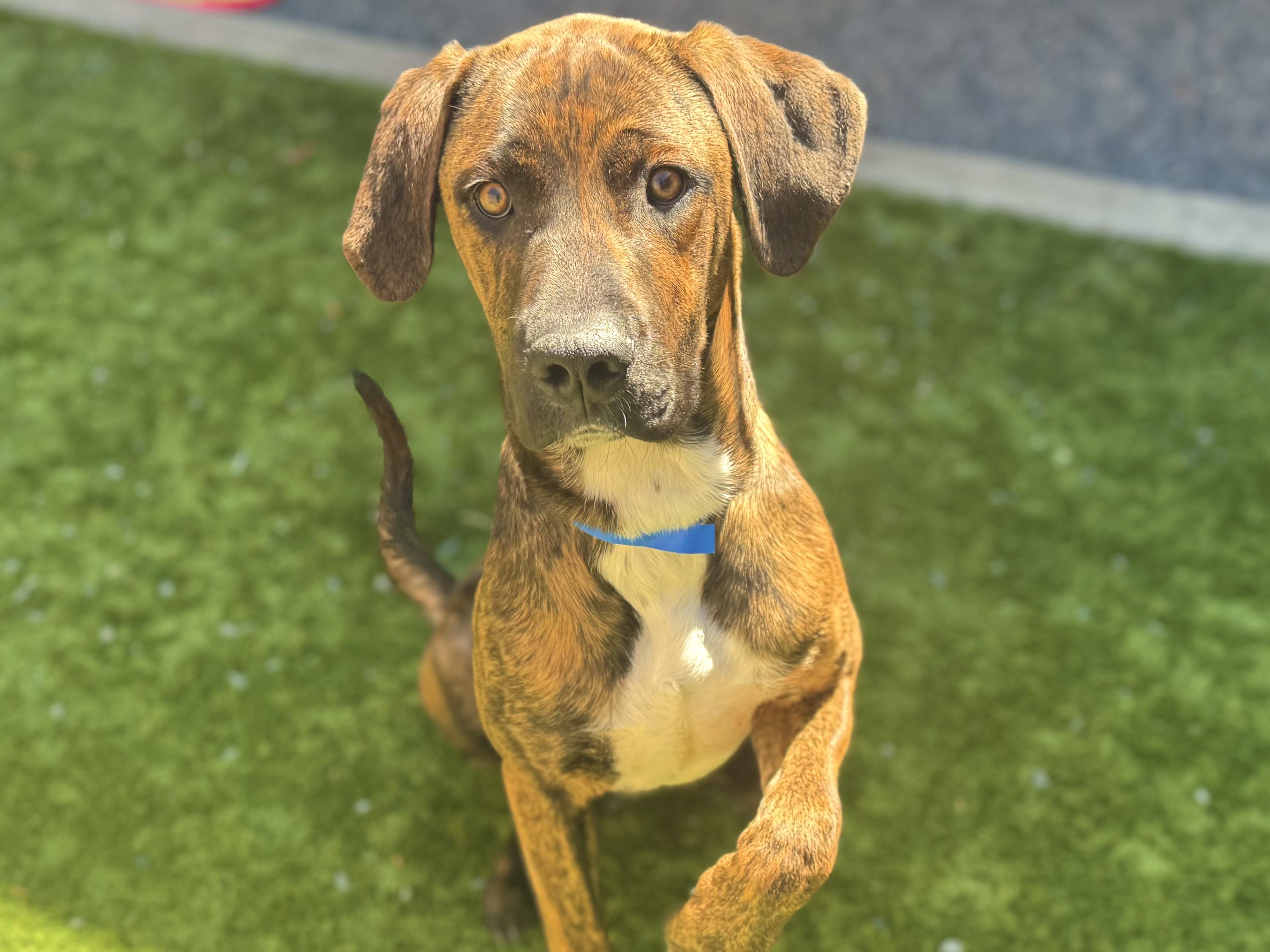 Adopt me! I'm a playful, happy puppy! Come meet me - I'm Basil