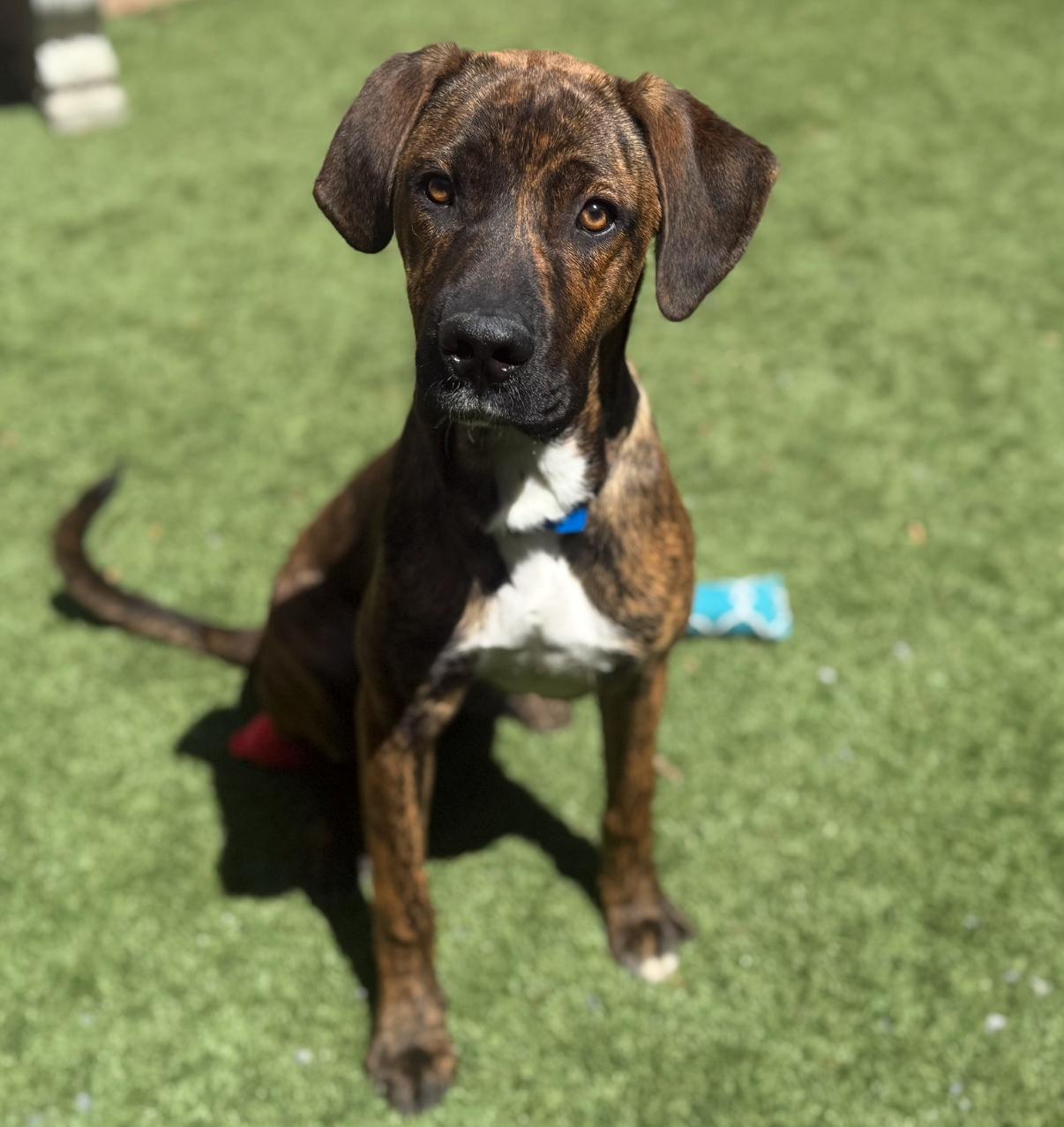 Adopt me! I'm a playful, happy puppy! Come meet me - I'm Basil