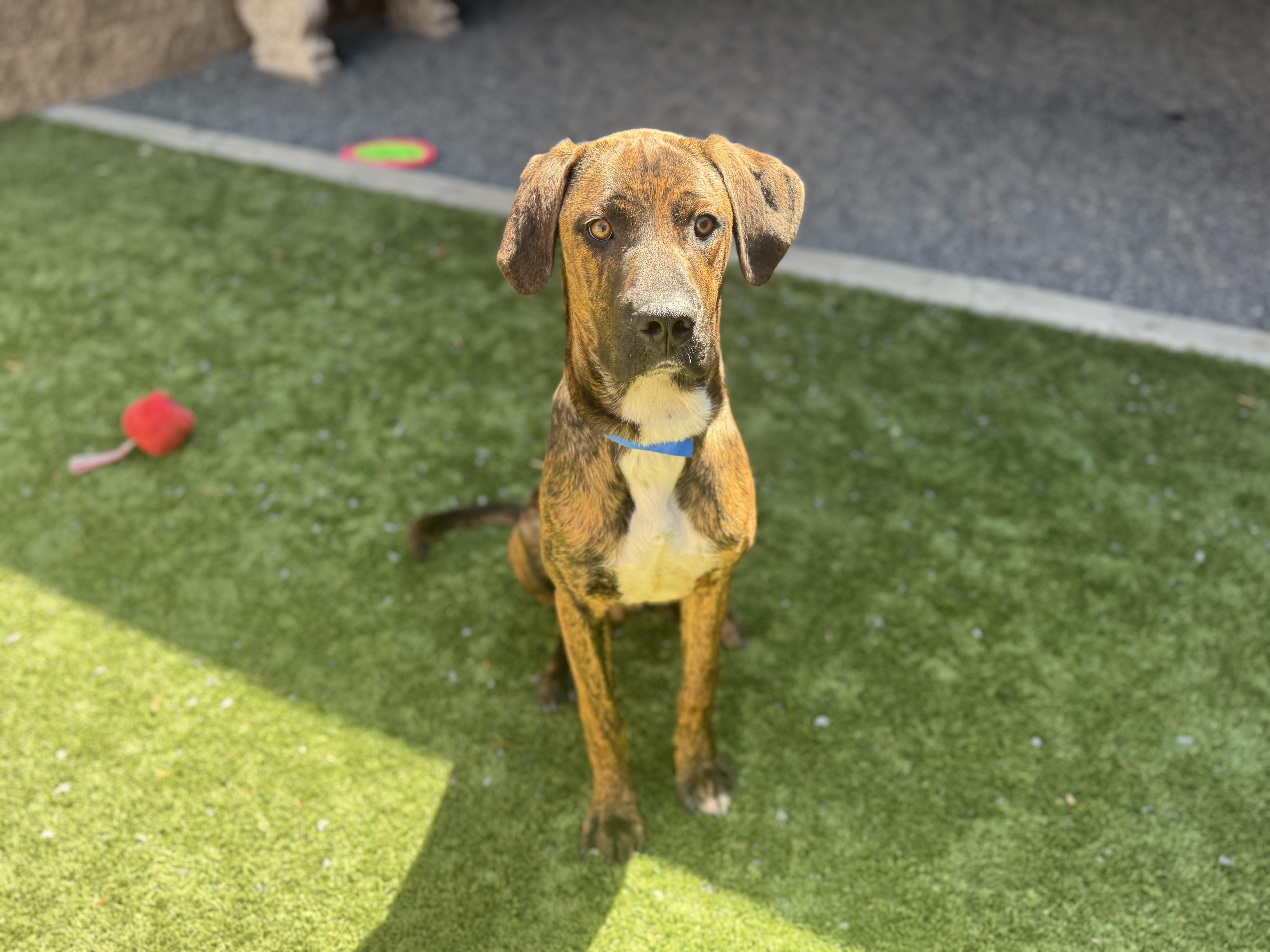 Adopt me! I'm a playful, happy puppy! Come meet me - I'm Basil
