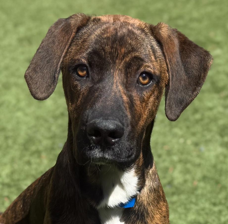 Adopt me! I'm a playful, happy puppy! Come meet me - I'm Basil