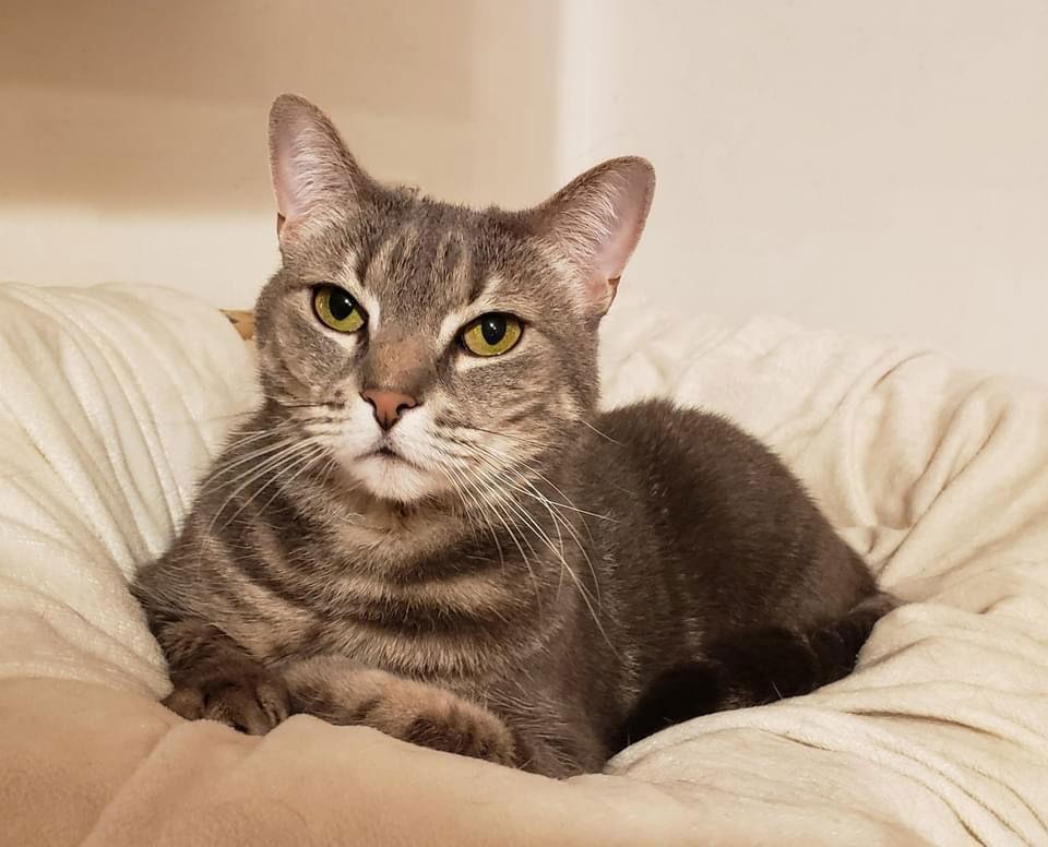 Enlarge Holland, a Adoptable Domestic Short Hair in Penndel, PA image 1/3