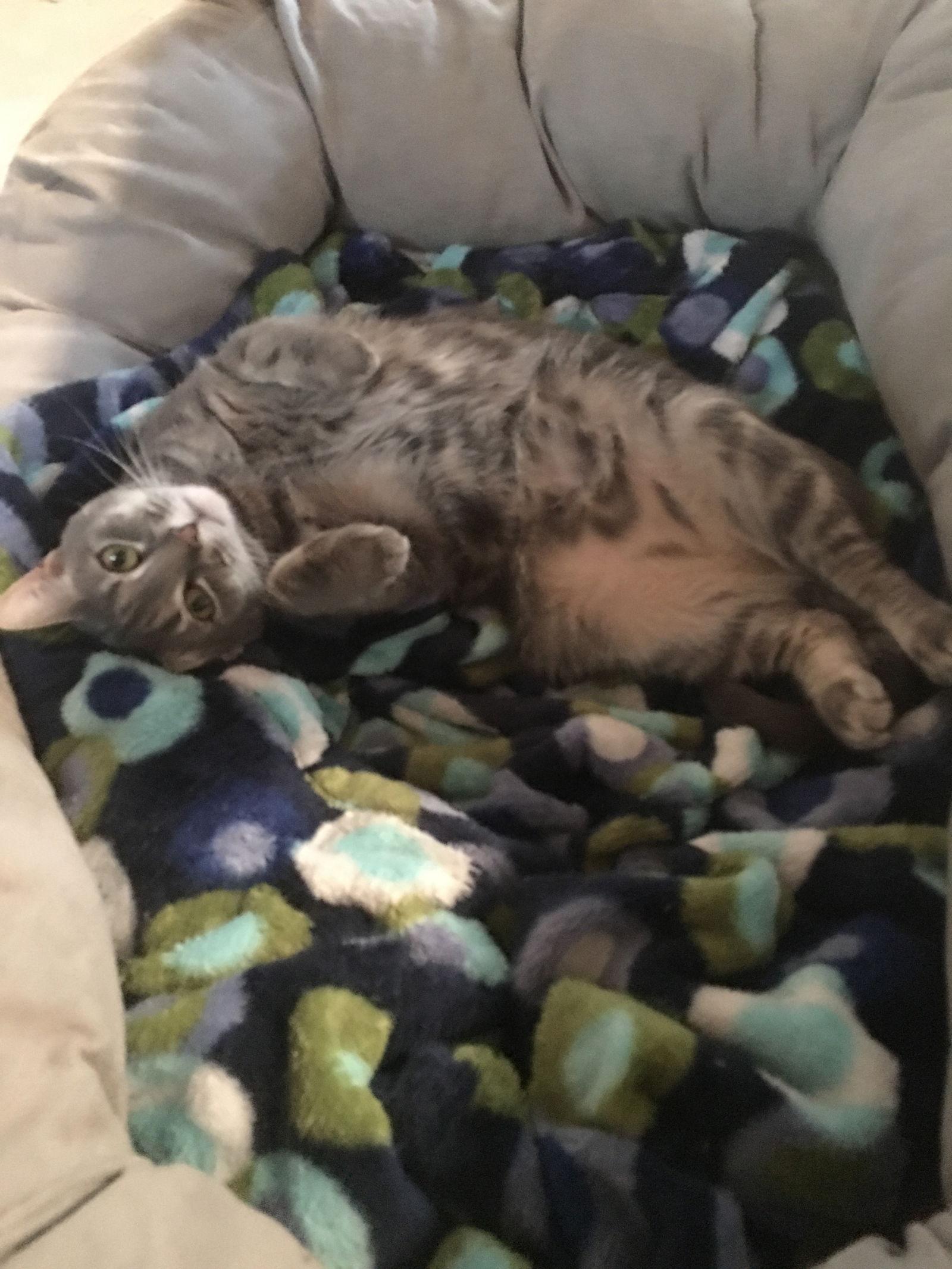 Enlarge Holland, a Adoptable Domestic Short Hair in Penndel, PA image 2/3