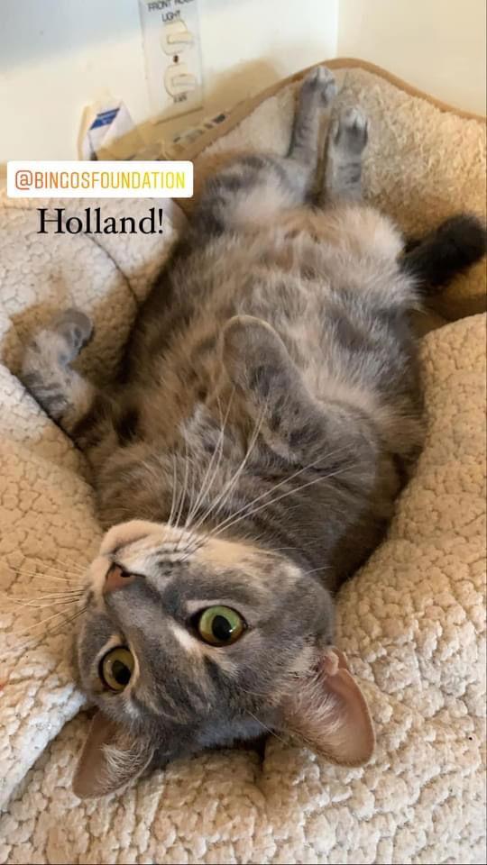 Holland — thumbnail 3