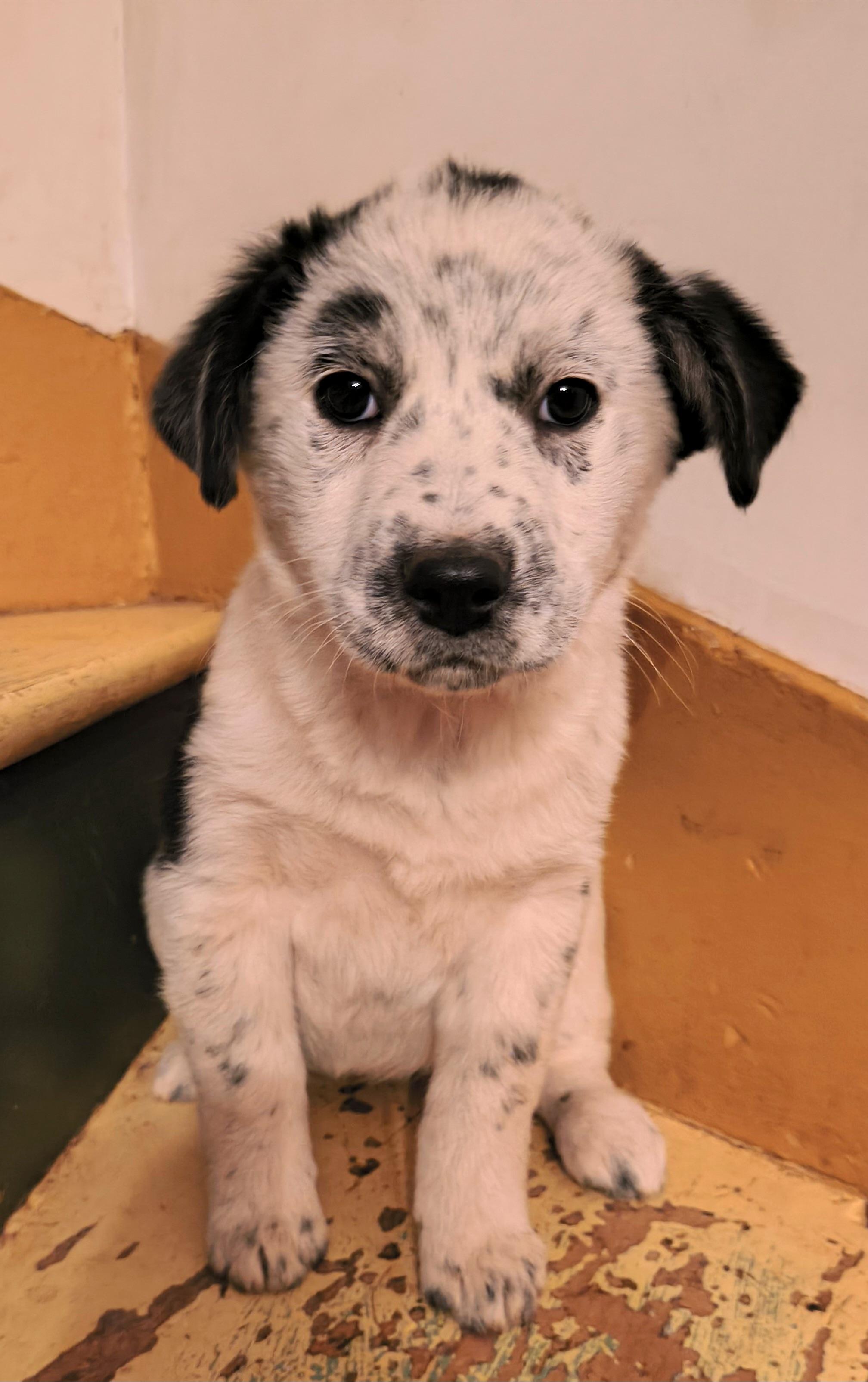 Enlarge Angel, a ADOPTABLE mixed breed in Philadelphia, PA image 2/3