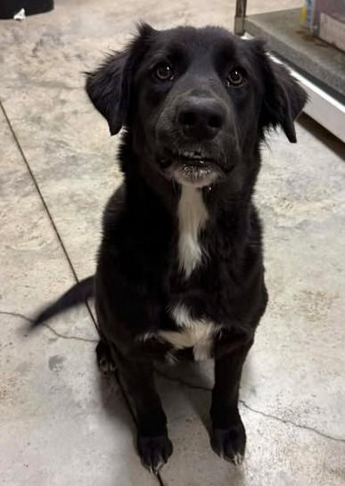 Nessie, Adoptable, Adult Female Labrador Retriever & Mixed Breed.