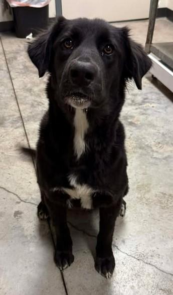 Enlarge Nessie, a Adoptable mixed breed in Lampasas, TX image 2/3