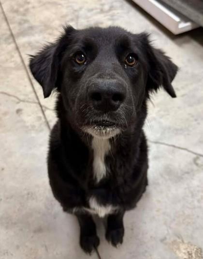 Enlarge Nessie, a Adoptable mixed breed in Lampasas, TX image 3/3