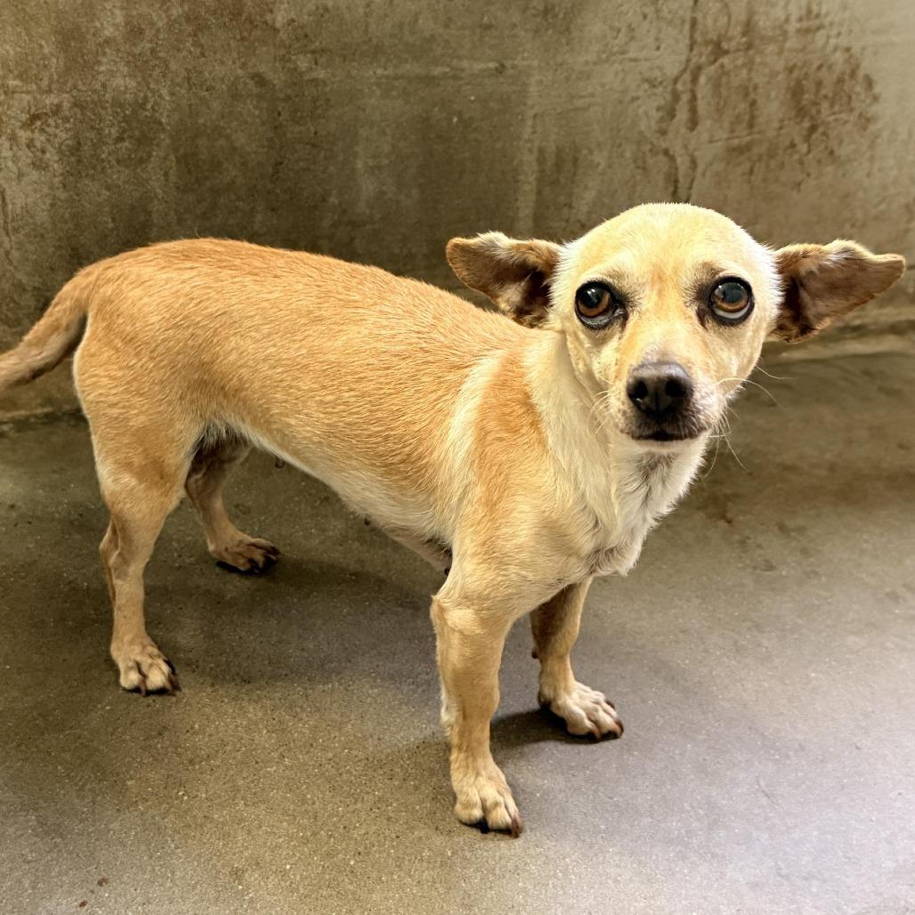 26-250, Adoptable, Puppy Female Chihuahua.