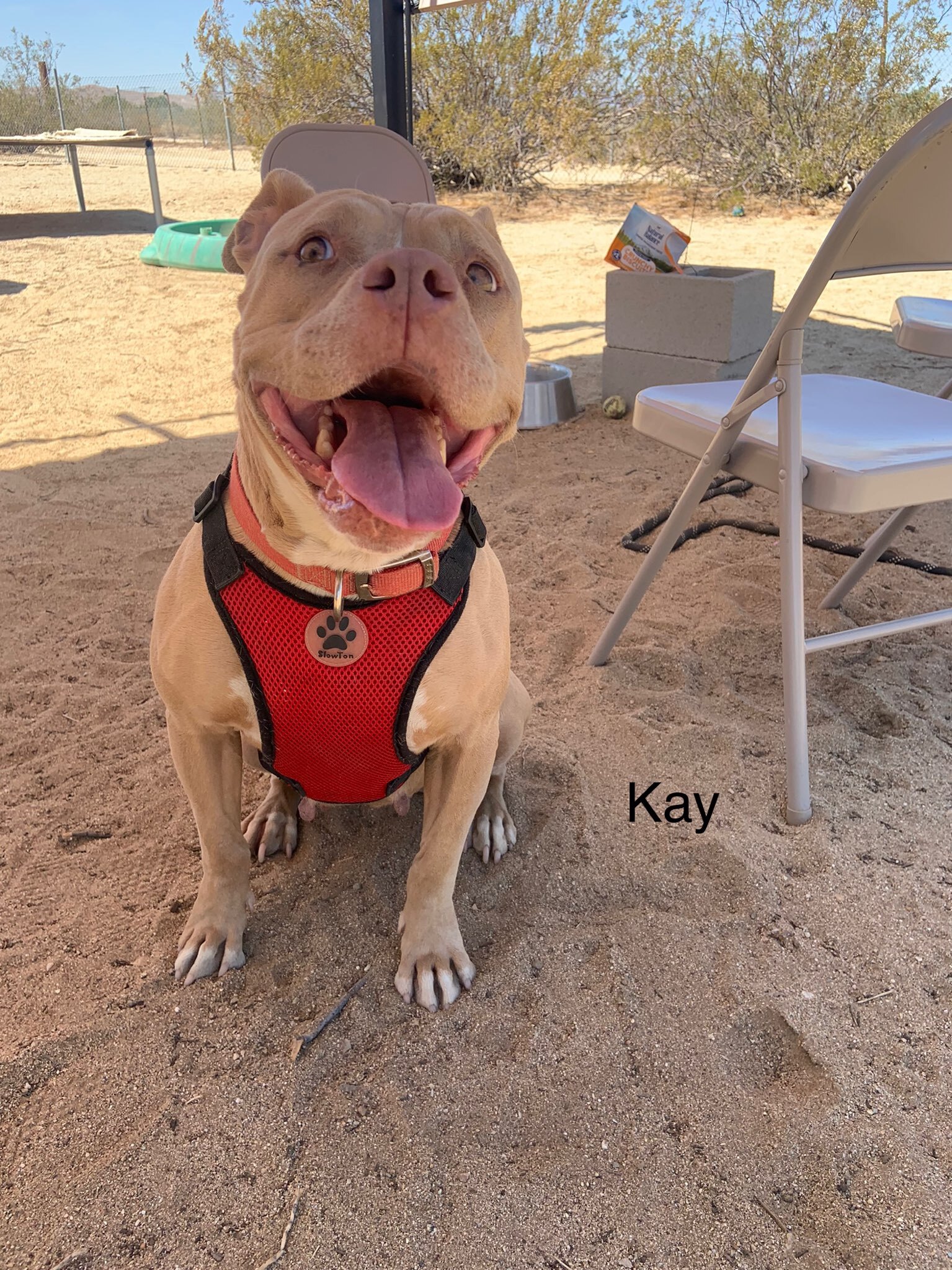 Kay, a Adoptable mixed breed in Mojave, CA image 1/9