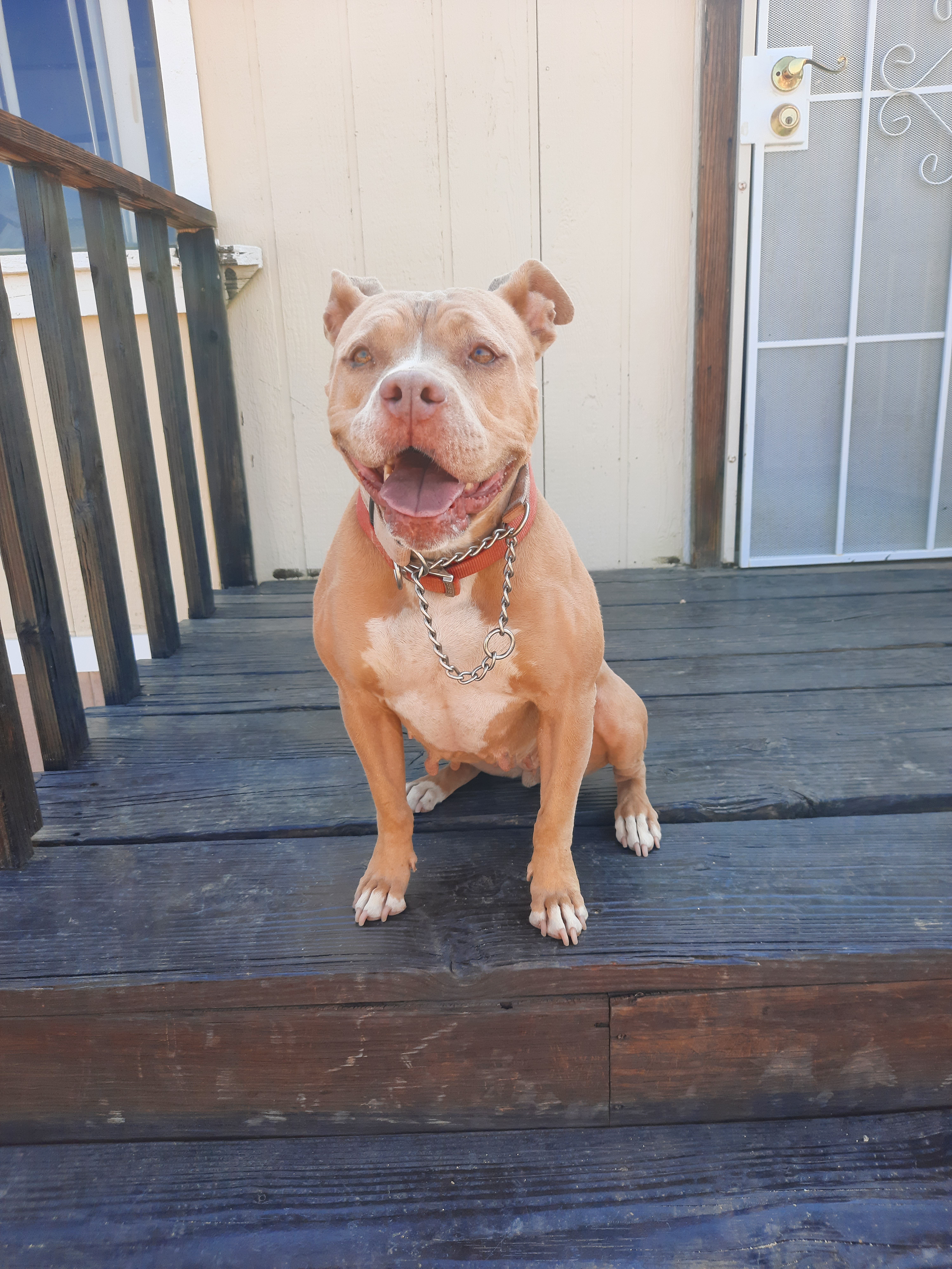 Kay, a Adoptable mixed breed in Mojave, CA image 2/9