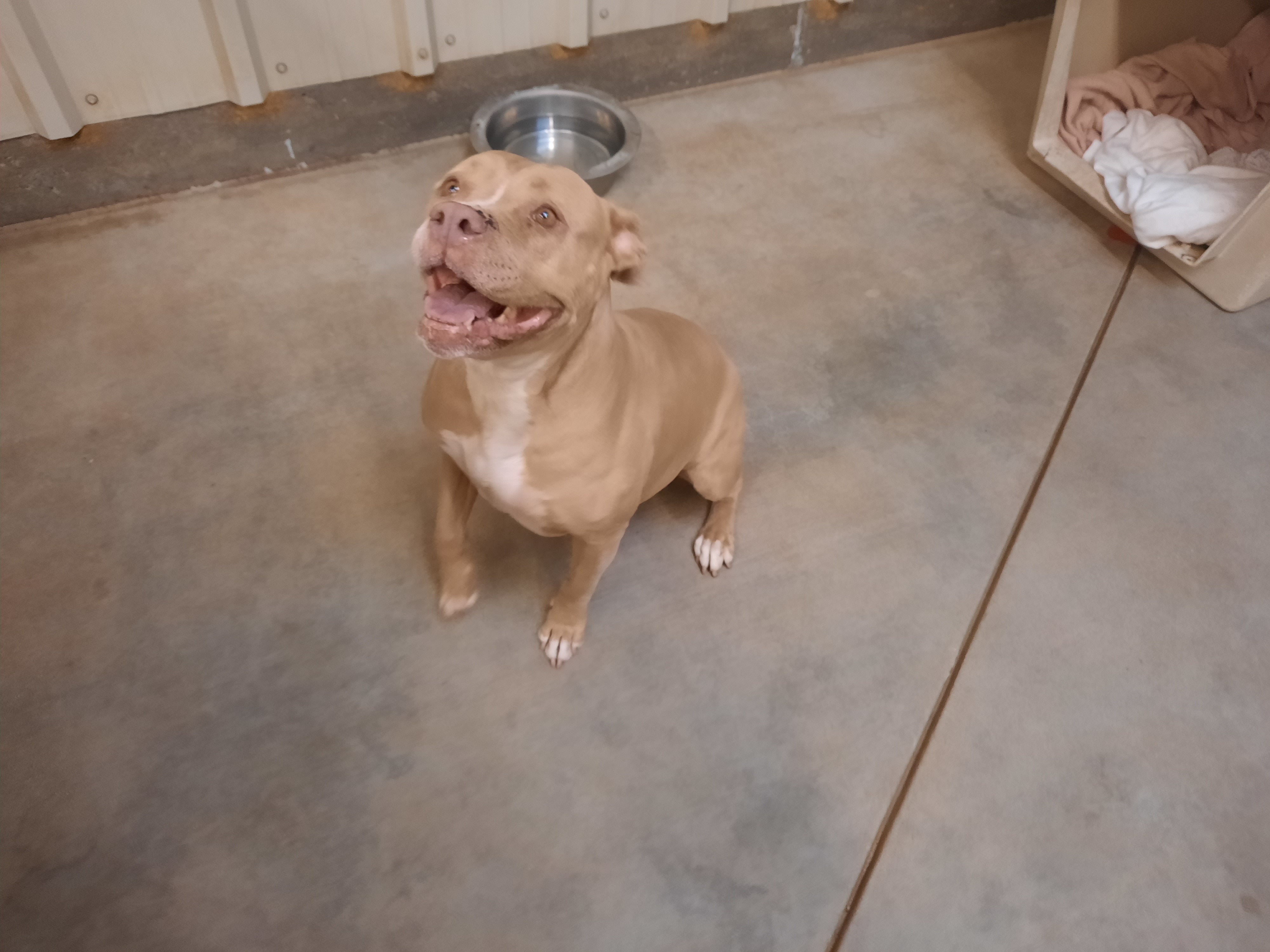 Kay, a Adoptable mixed breed in Mojave, CA image 3/9