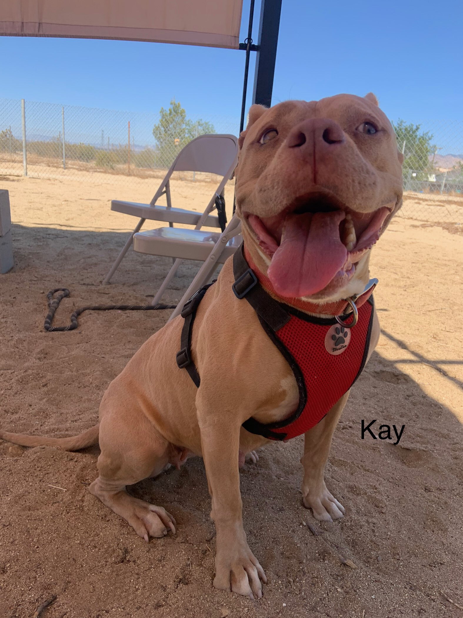 Kay, a Adoptable mixed breed in Mojave, CA image 4/9