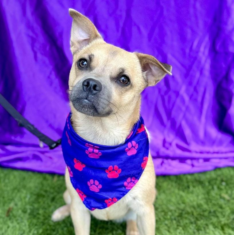 Enlarge MALIA, a Adoptable mixed breed in Rowland Heights, CA image 1/6