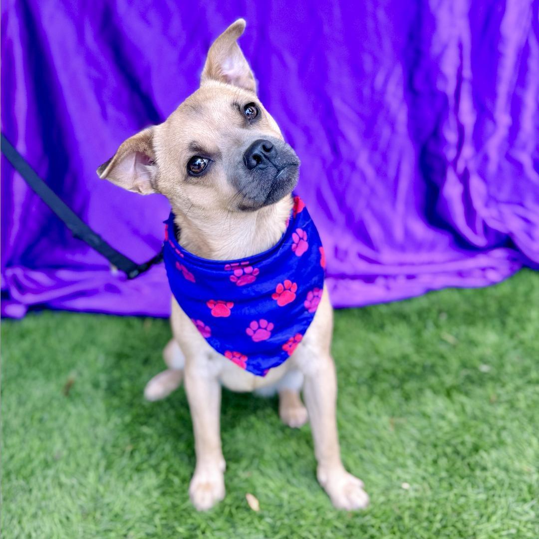 Enlarge MALIA, a Adoptable mixed breed in Rowland Heights, CA image 2/6