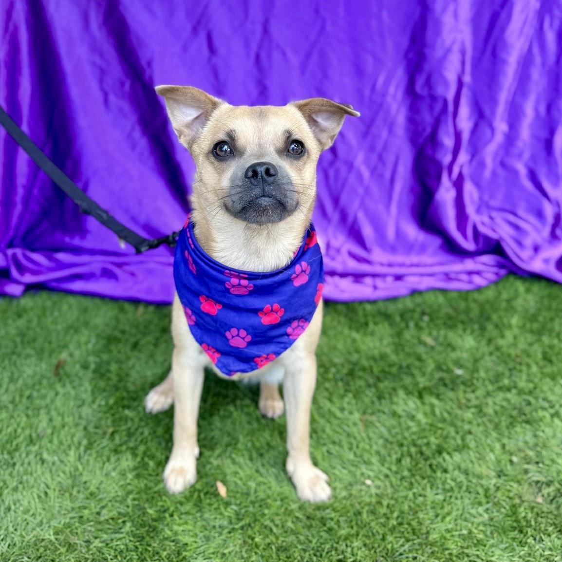 Enlarge MALIA, a Adoptable mixed breed in Rowland Heights, CA image 3/6