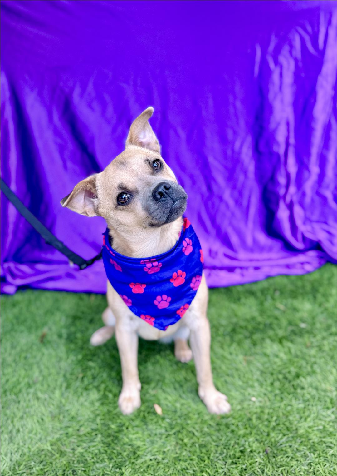 MALIA, an adoptable Pug, Pekingese in Rowland Heights, CA, 91748 | Photo Image 4