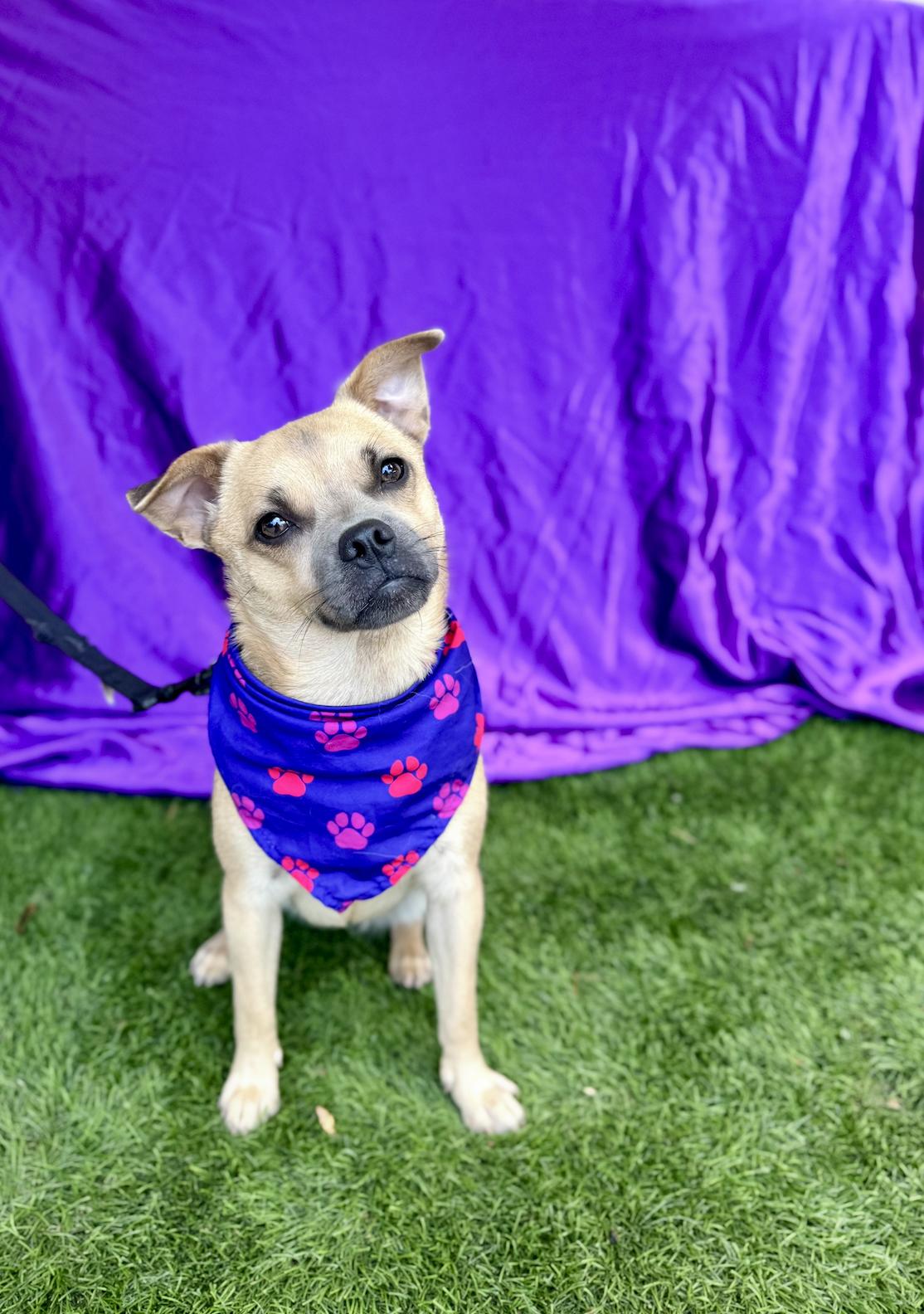 MALIA, an adoptable Pug, Pekingese in Rowland Heights, CA, 91748 | Photo Image 2