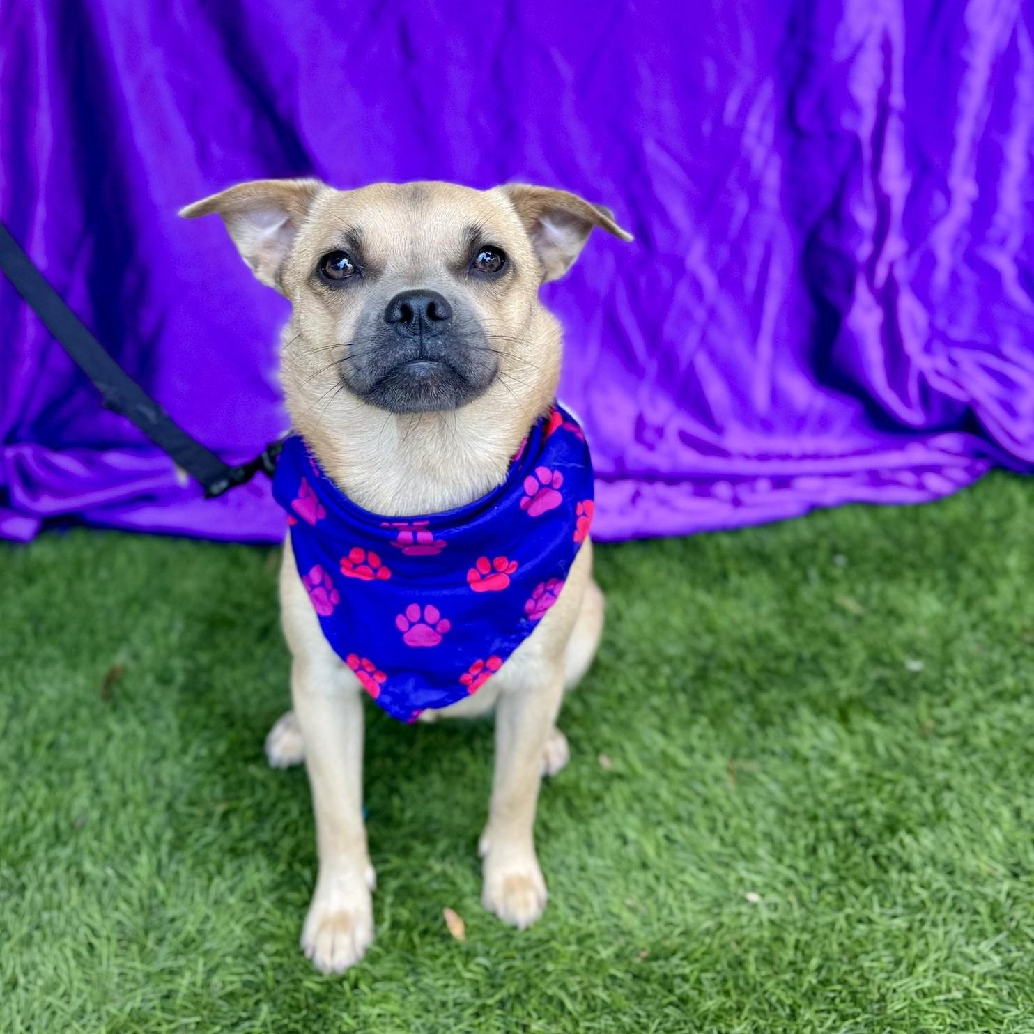 Enlarge MALIA, a Adoptable mixed breed in Rowland Heights, CA image 4/6