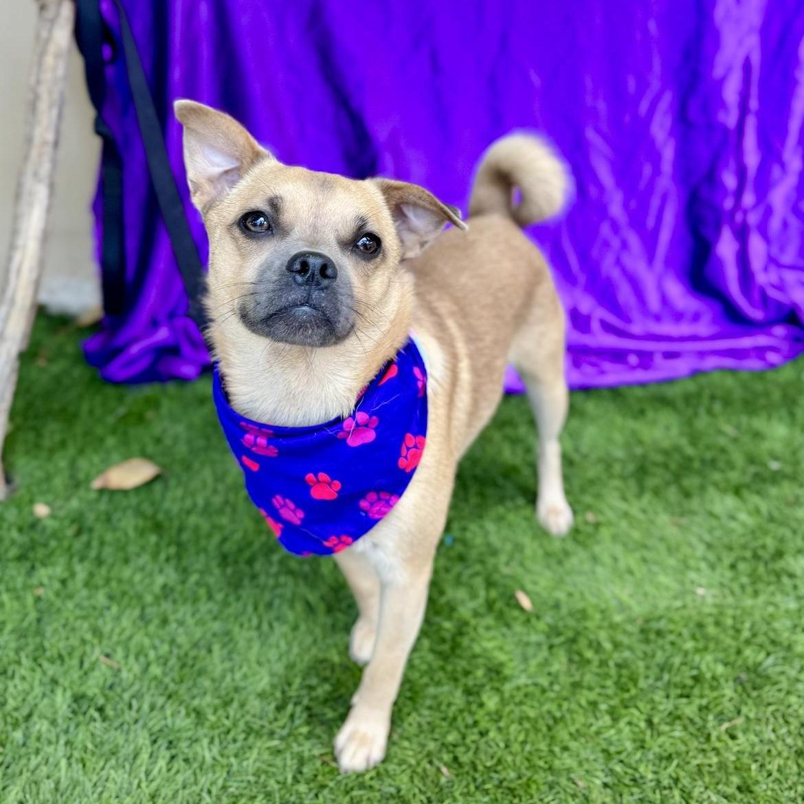 Enlarge MALIA, a Adoptable mixed breed in Rowland Heights, CA image 5/6