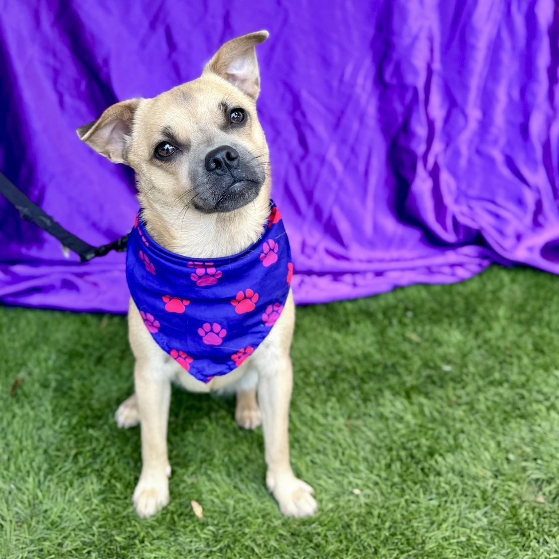 Enlarge MALIA, a Adoptable mixed breed in Rowland Heights, CA image 6/6