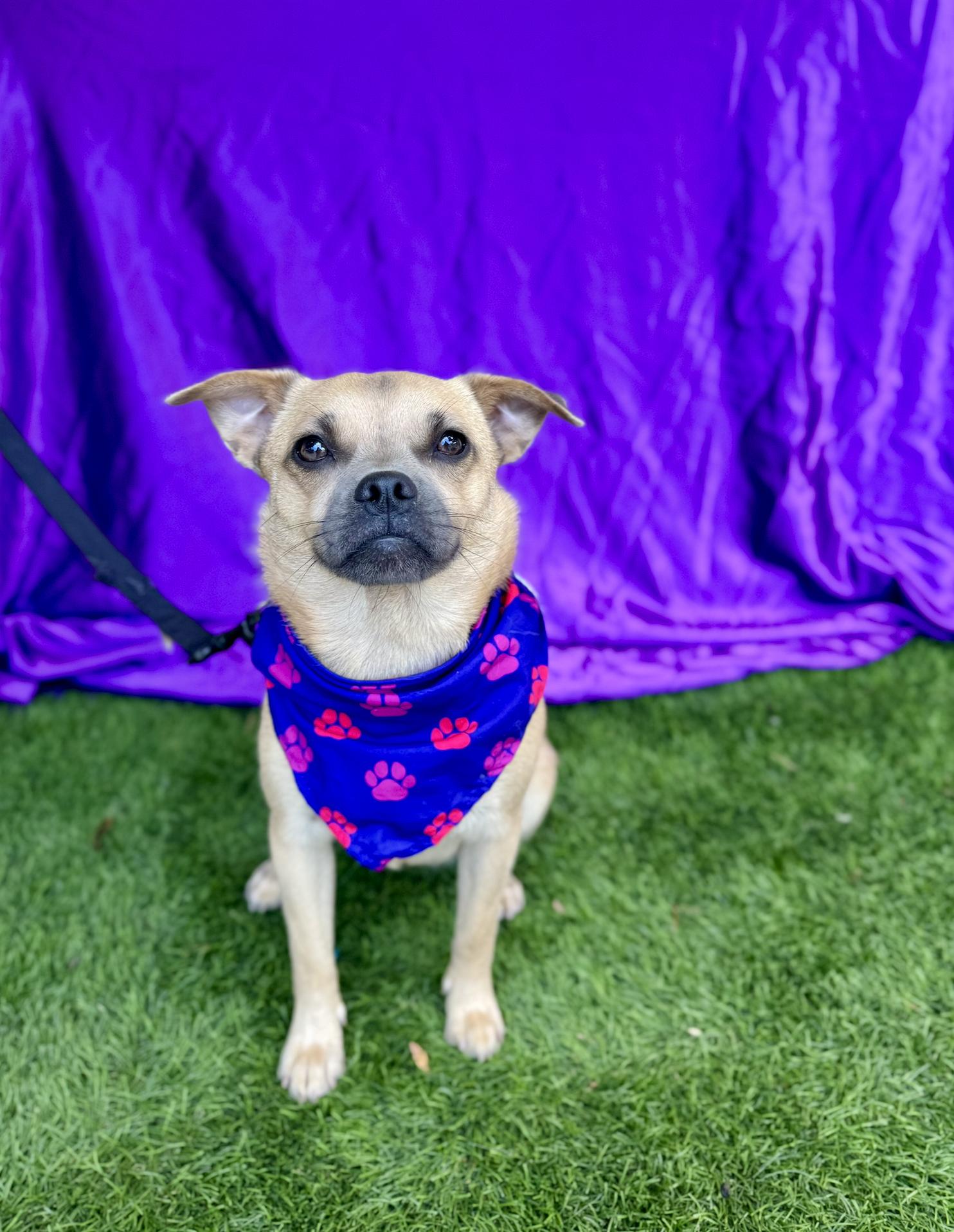 MALIA, an adoptable Pug, Pekingese in Rowland Heights, CA, 91748 | Photo Image 5