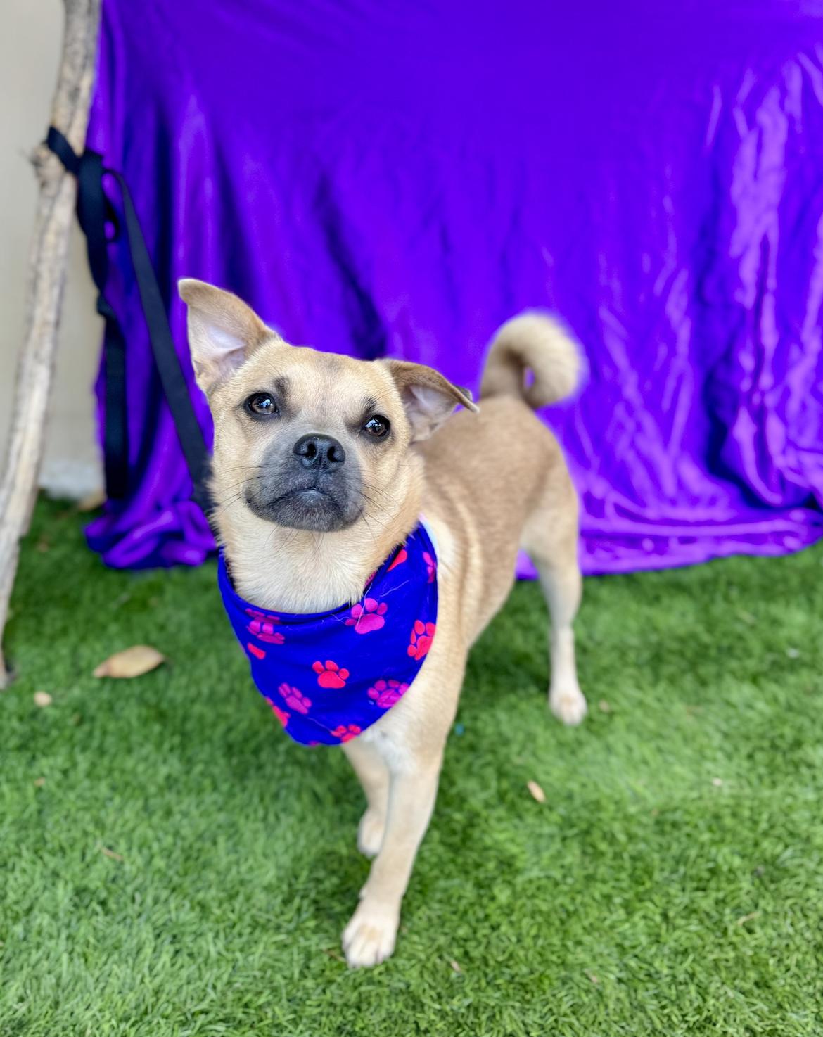 MALIA, an adoptable Pug, Pekingese in Rowland Heights, CA, 91748 | Photo Image 3