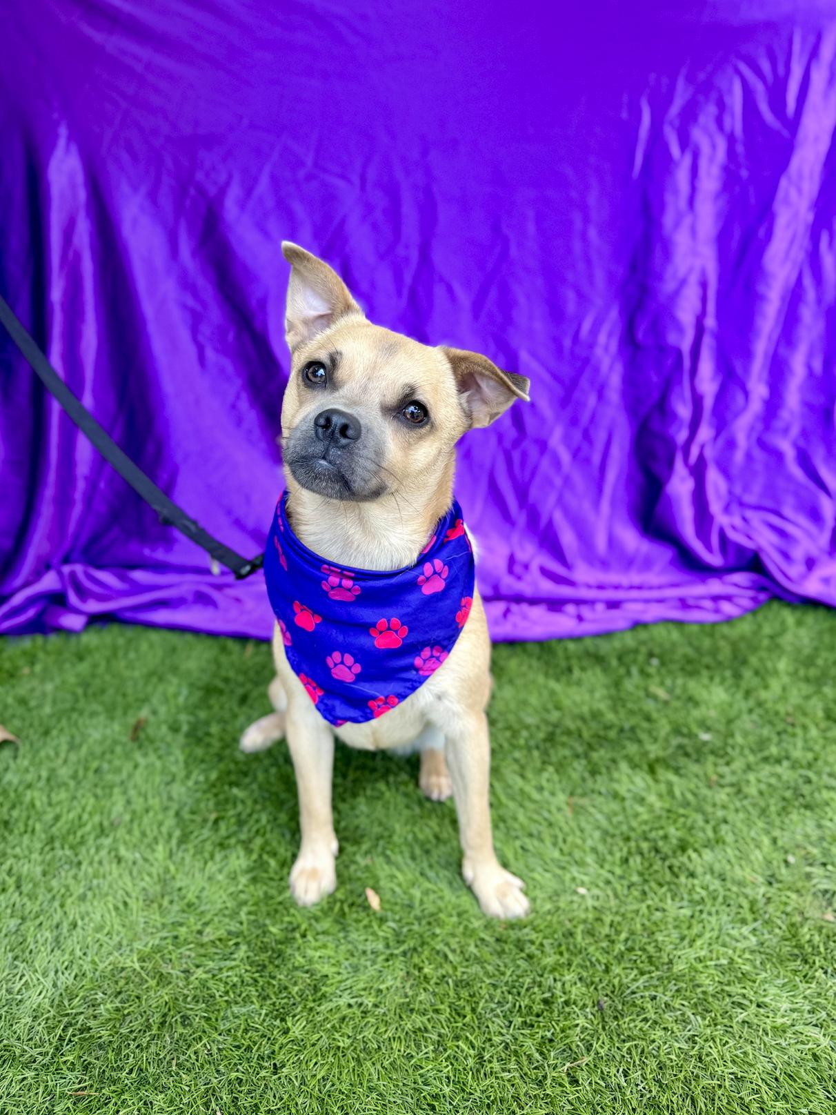 MALIA, an adoptable Pug, Pekingese in Rowland Heights, CA, 91748 | Photo Image 1