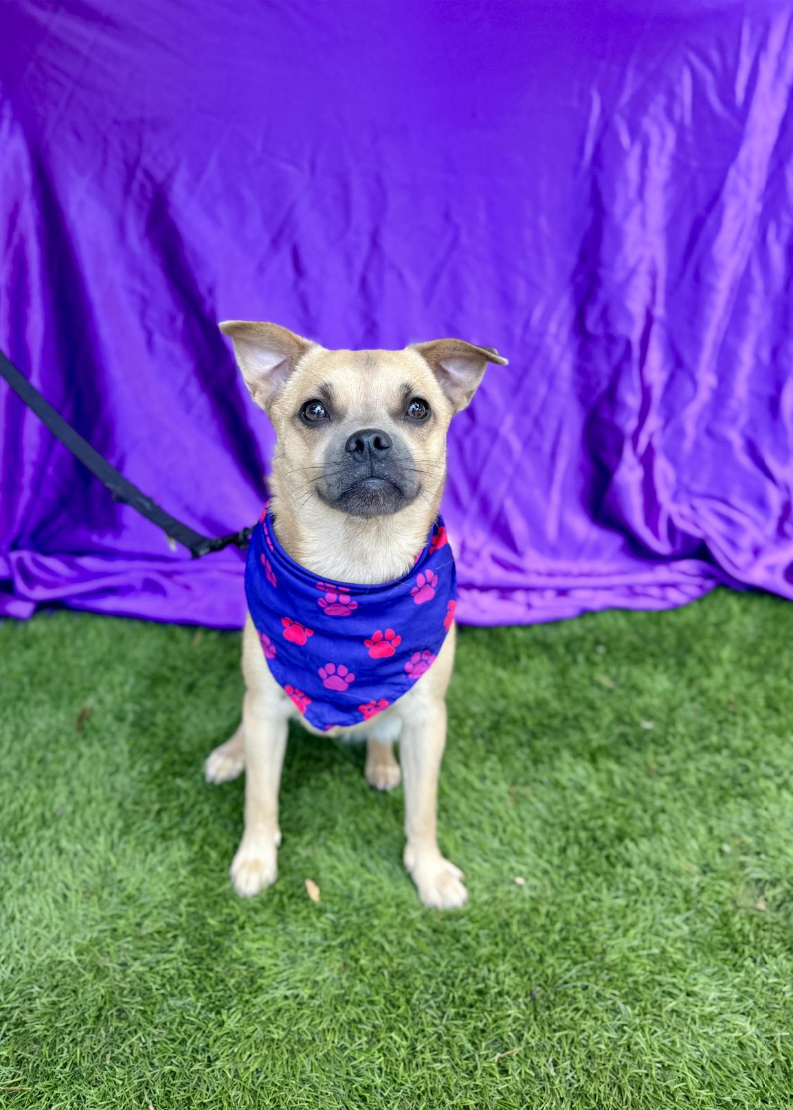 MALIA, an adoptable Pug, Pekingese in Rowland Heights, CA, 91748 | Photo Image 6