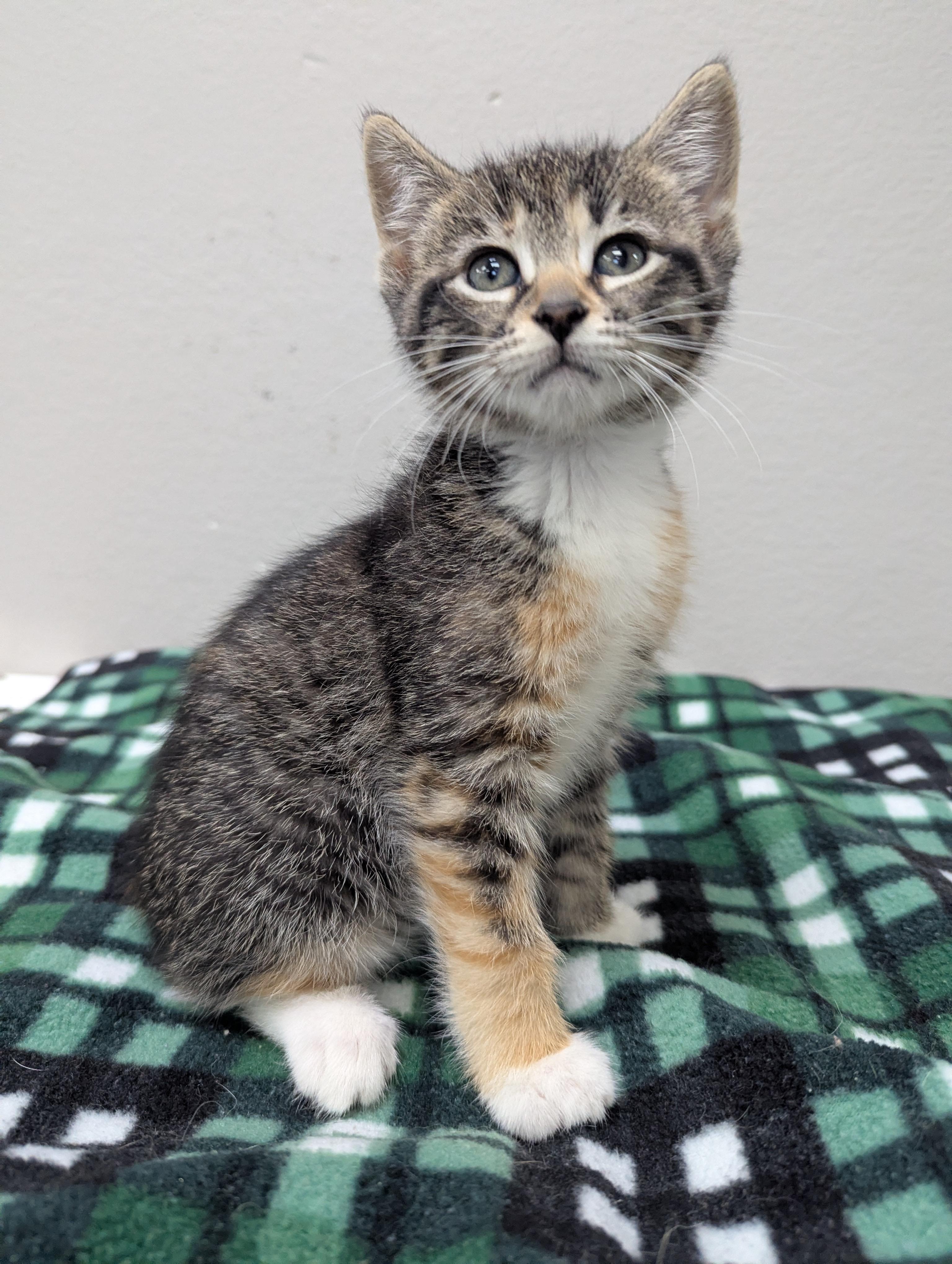 Nora, Adoptable, Kitten Female Domestic Short Hair.