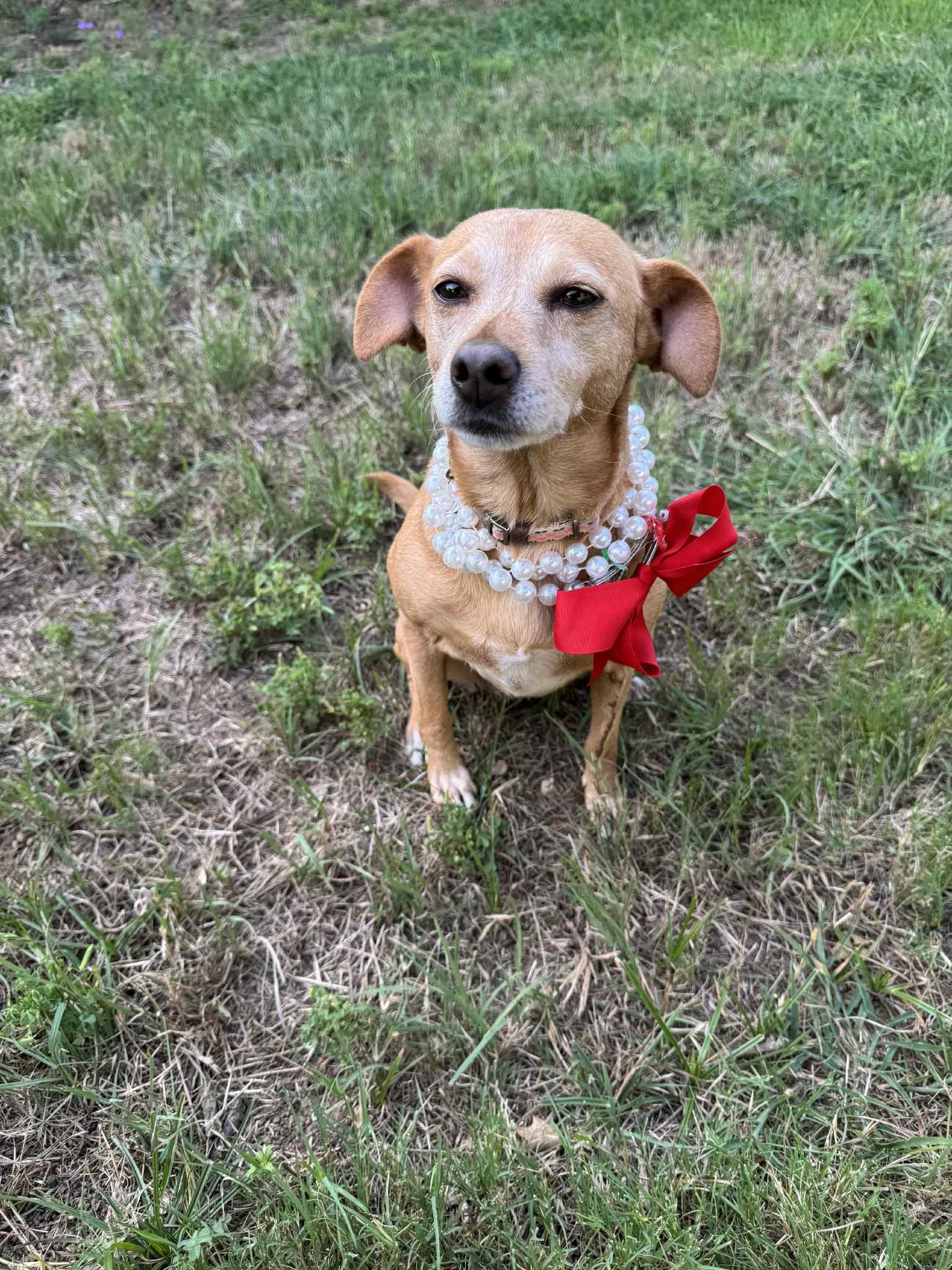 Holli, Adult Female unknown