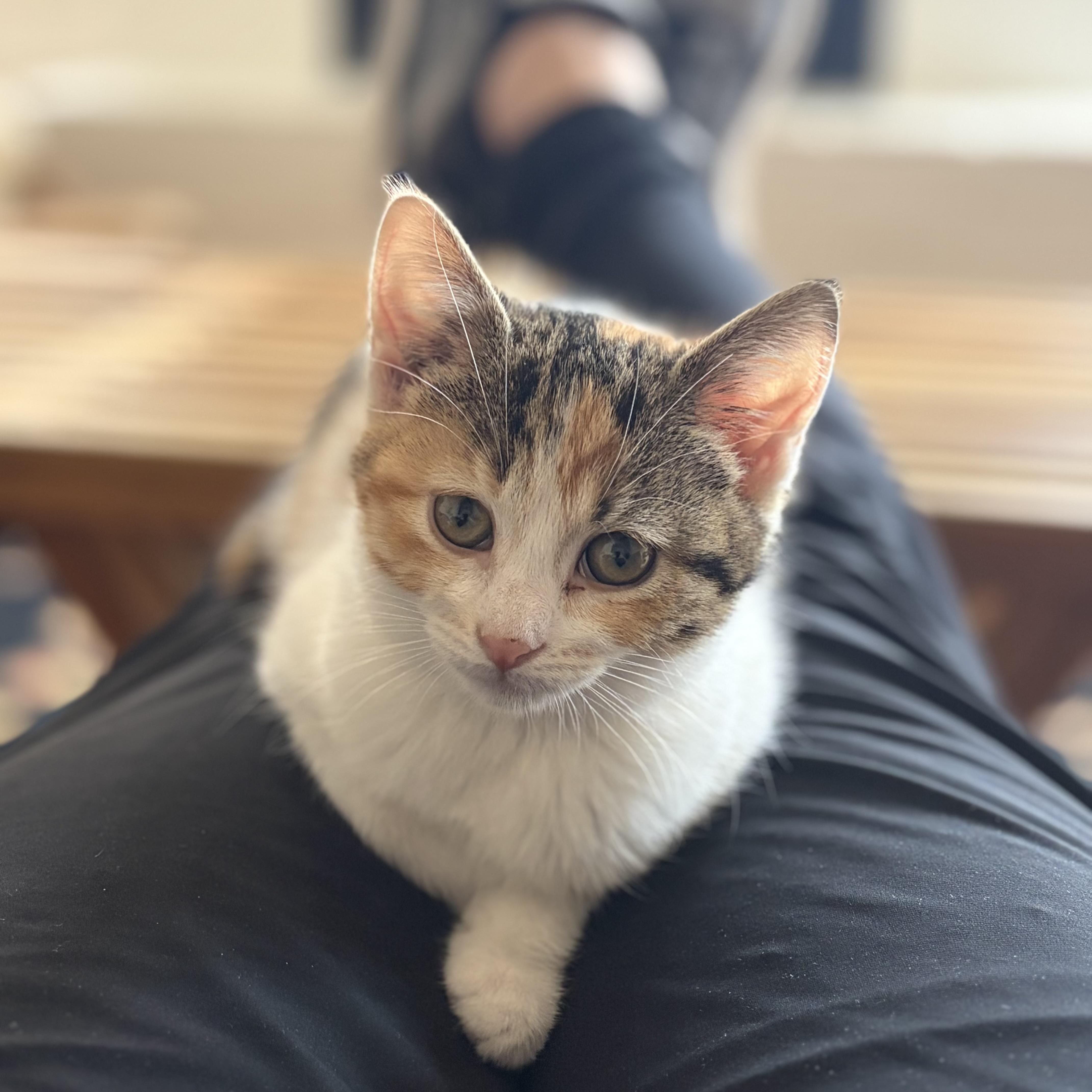 Enlarge Rook, an adopted Calico in Bentonville, AR image 1/2