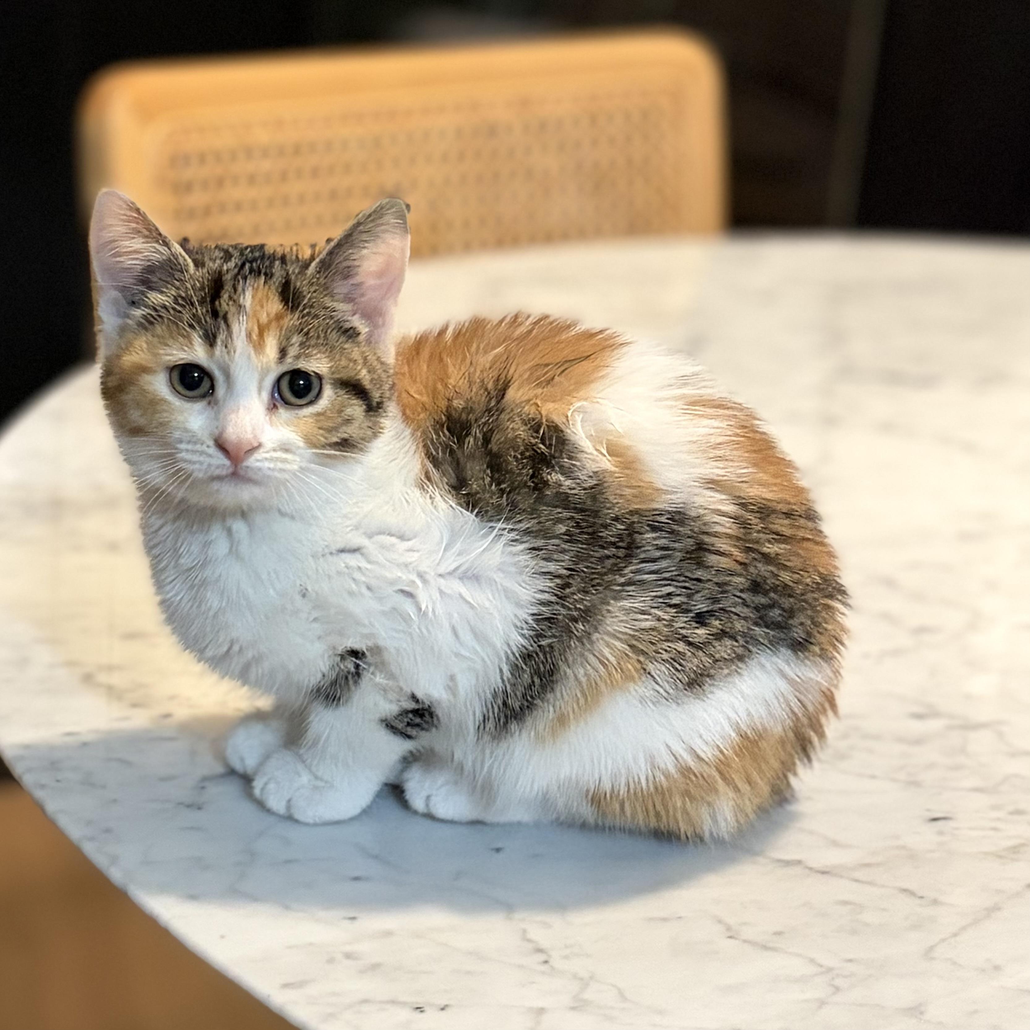 Enlarge Rook, an adopted Calico in Bentonville, AR image 2/2