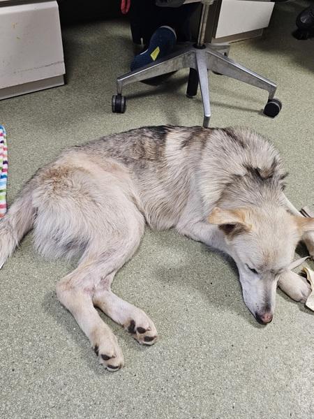 Neon, Adoptable, Young Male German Shepherd Dog & Great Pyrenees.