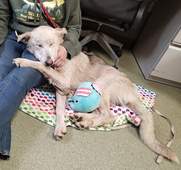 Enlarge Neon, a Adoptable mixed breed in Vancouver, WA image 3/5