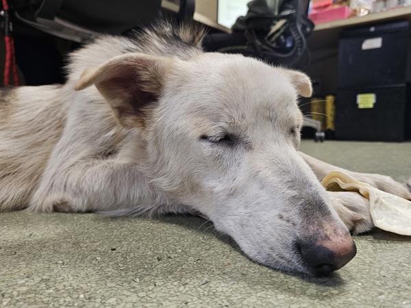 Enlarge Neon, a Adoptable mixed breed in Vancouver, WA image 4/5