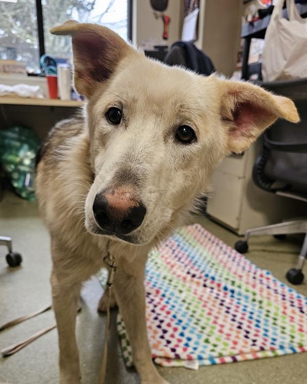 Enlarge Neon, a Adoptable mixed breed in Vancouver, WA image 5/5
