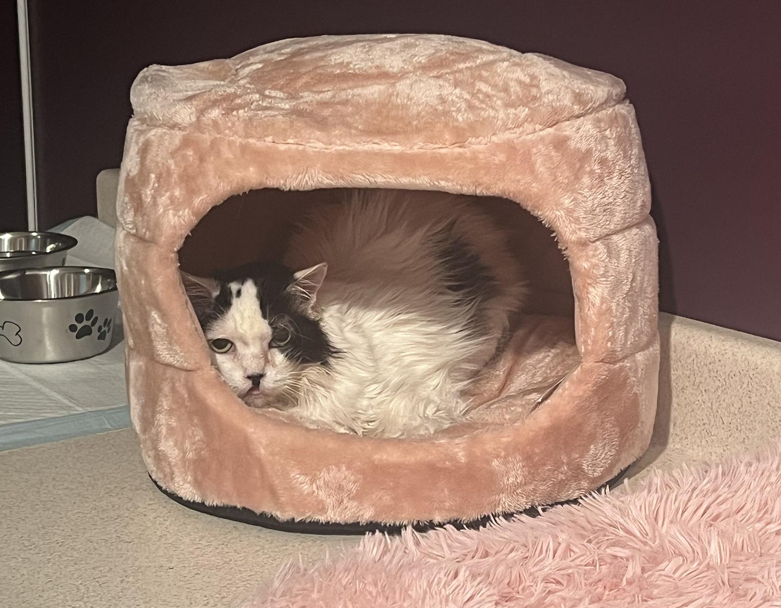 Lacey, Adoptable, Senior Female Domestic Short Hair.