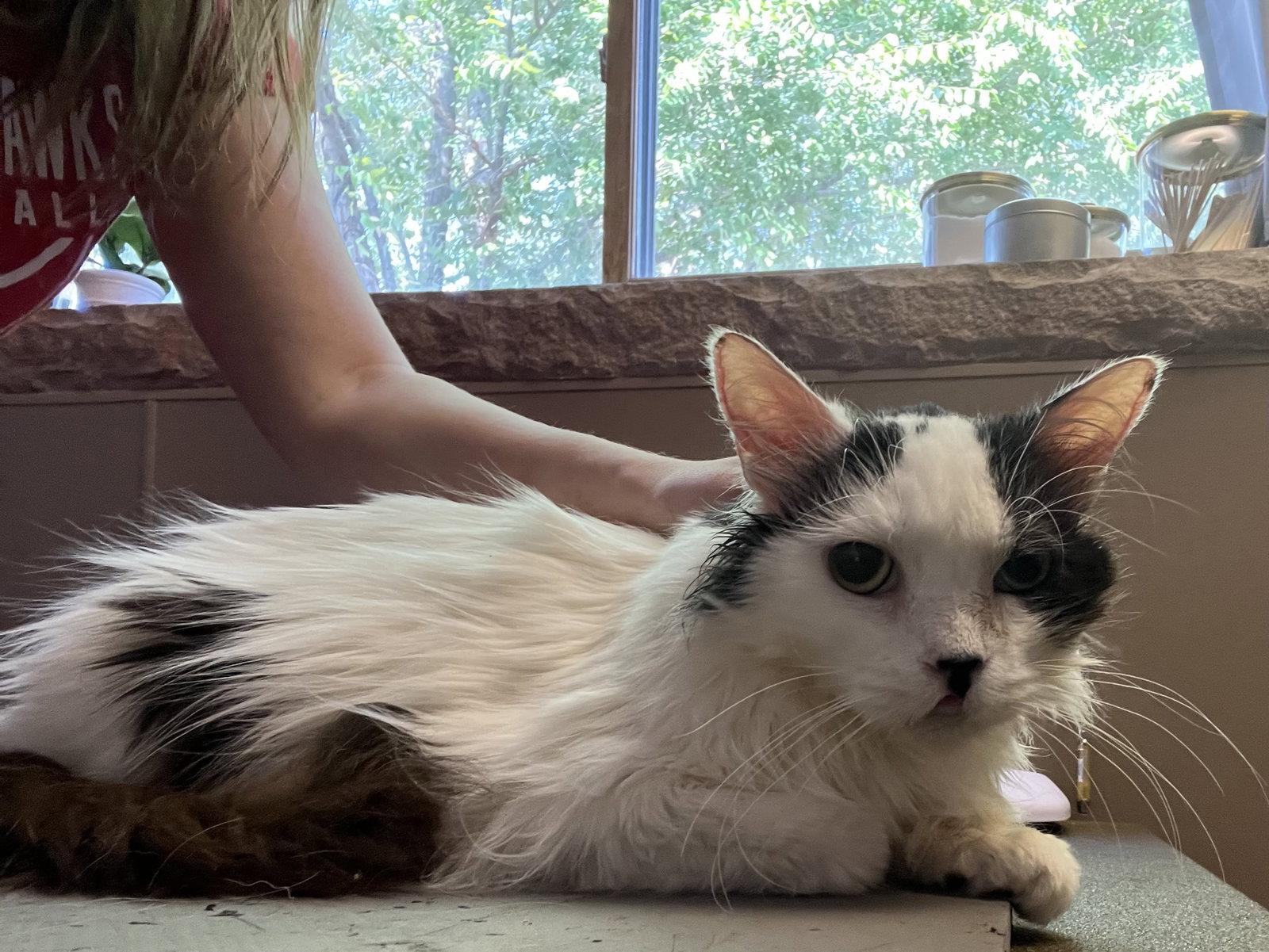 Enlarge Lacey, a Adoptable Domestic Short Hair in Aurora, CO image 2/2