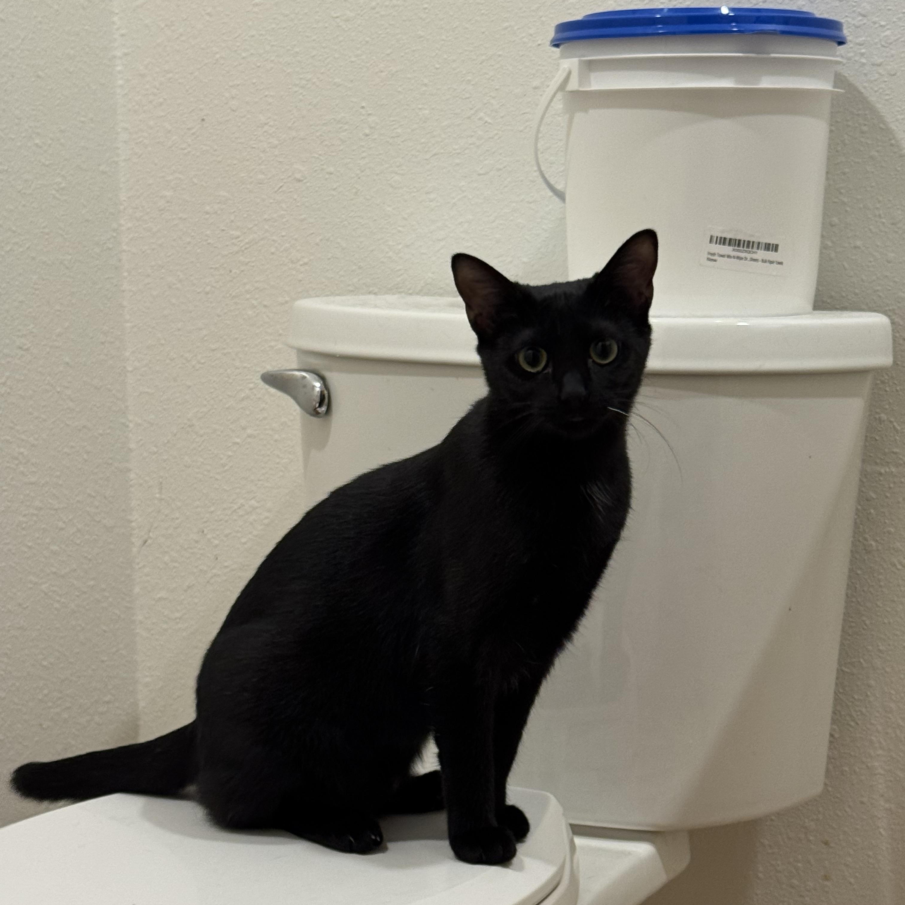 Enlarge Gremlin, a Adoptable mixed breed in Springfield, MO image 1/2