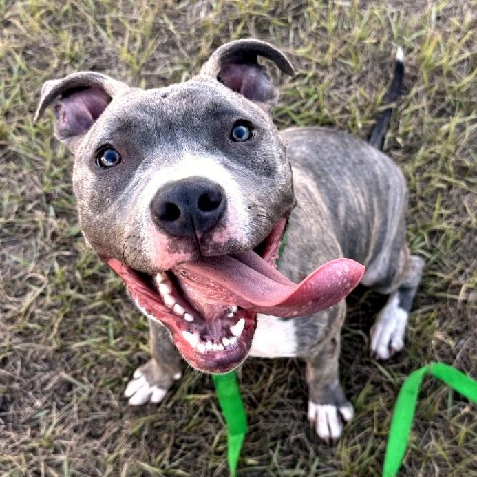 Bronco, a Adoptable Mixed Breed in Albuquerque, NM image 2/5