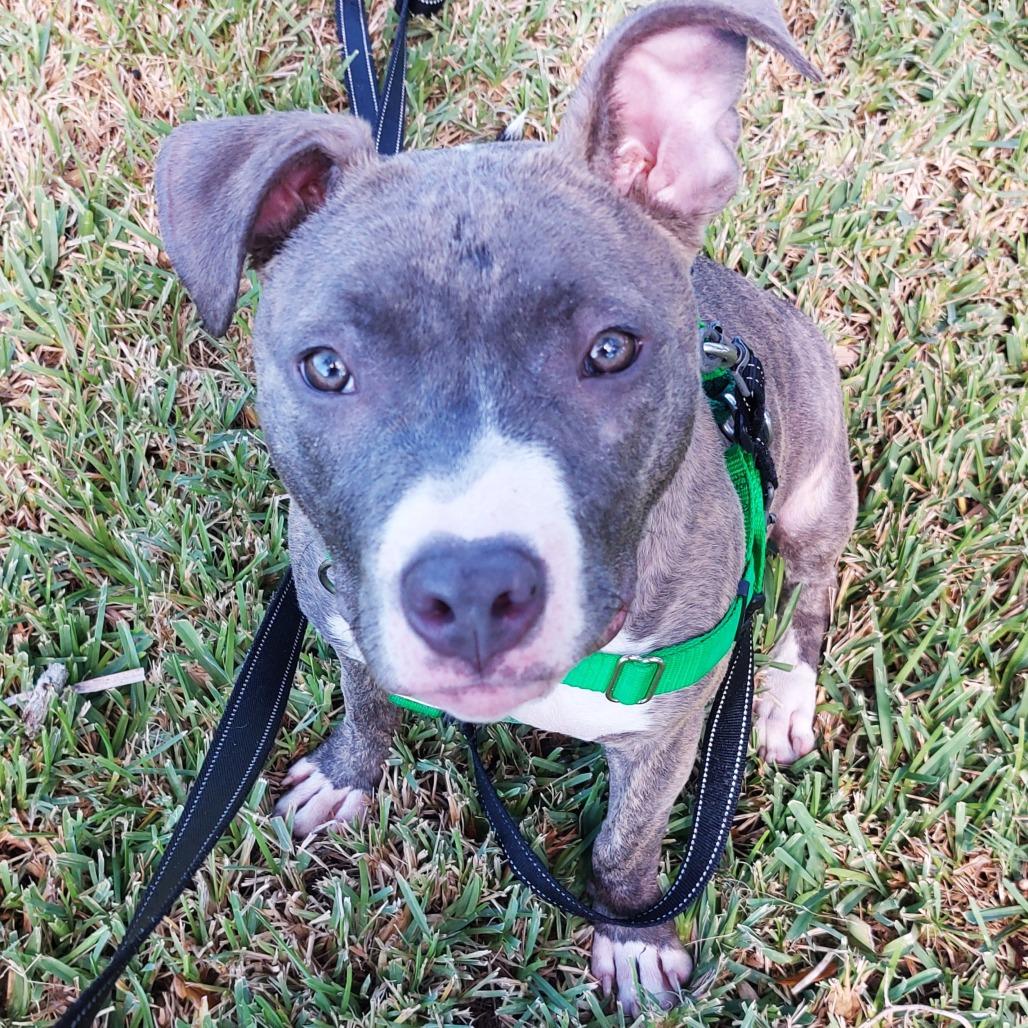 Bronco, a Adoptable Mixed Breed in Albuquerque, NM image 3/5