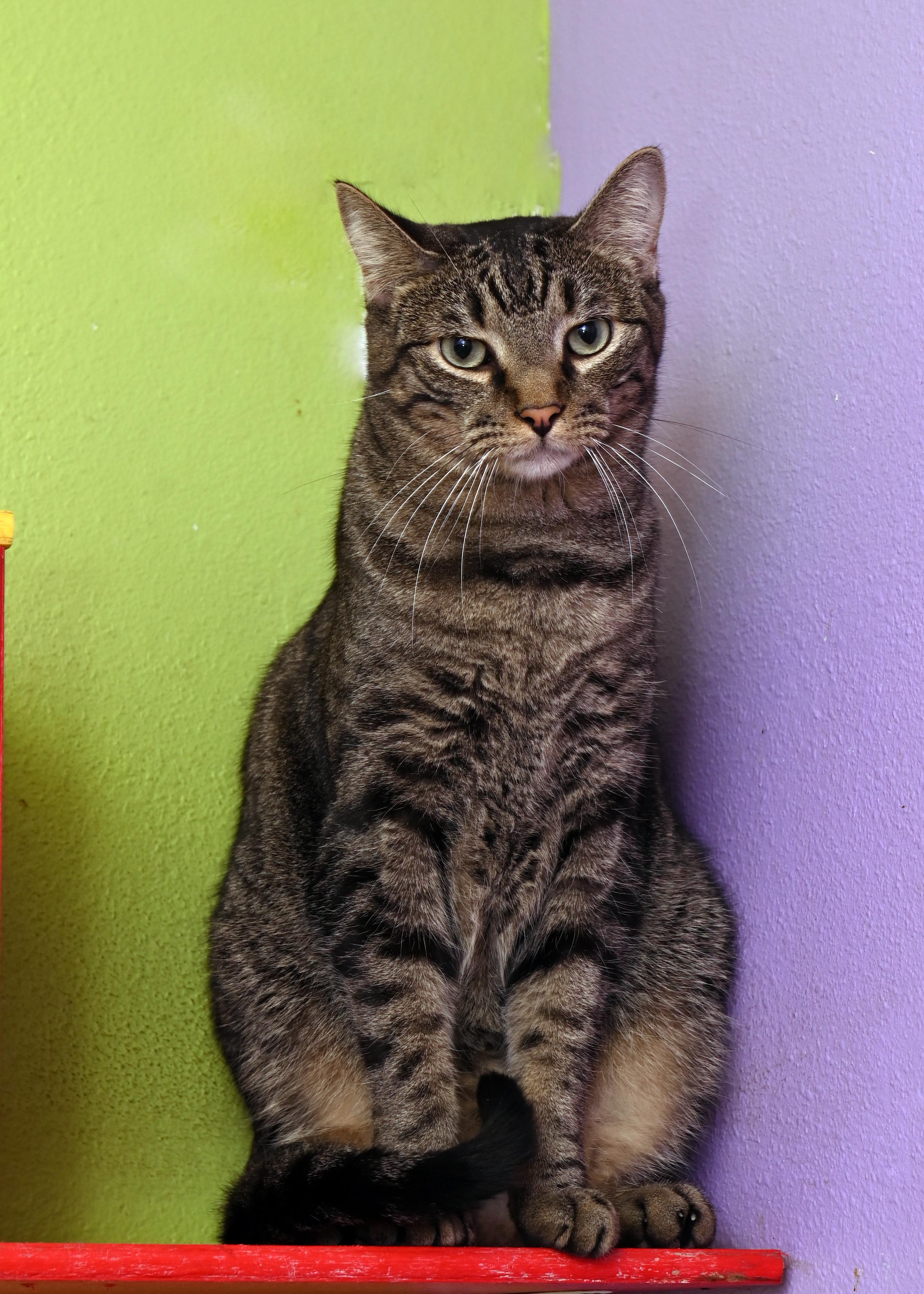 Sausage Link, an adoptable Domestic Short Hair in Baton Rouge, LA, 70816 | Photo Image 1