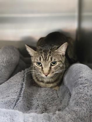 Sausage Link, an adoptable Domestic Short Hair in Baton Rouge, LA, 70816 | Photo Image 2