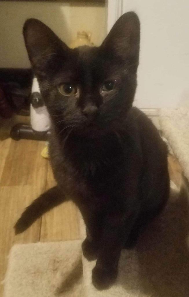 Charm, Adoptable, Adult Female Domestic Short Hair.